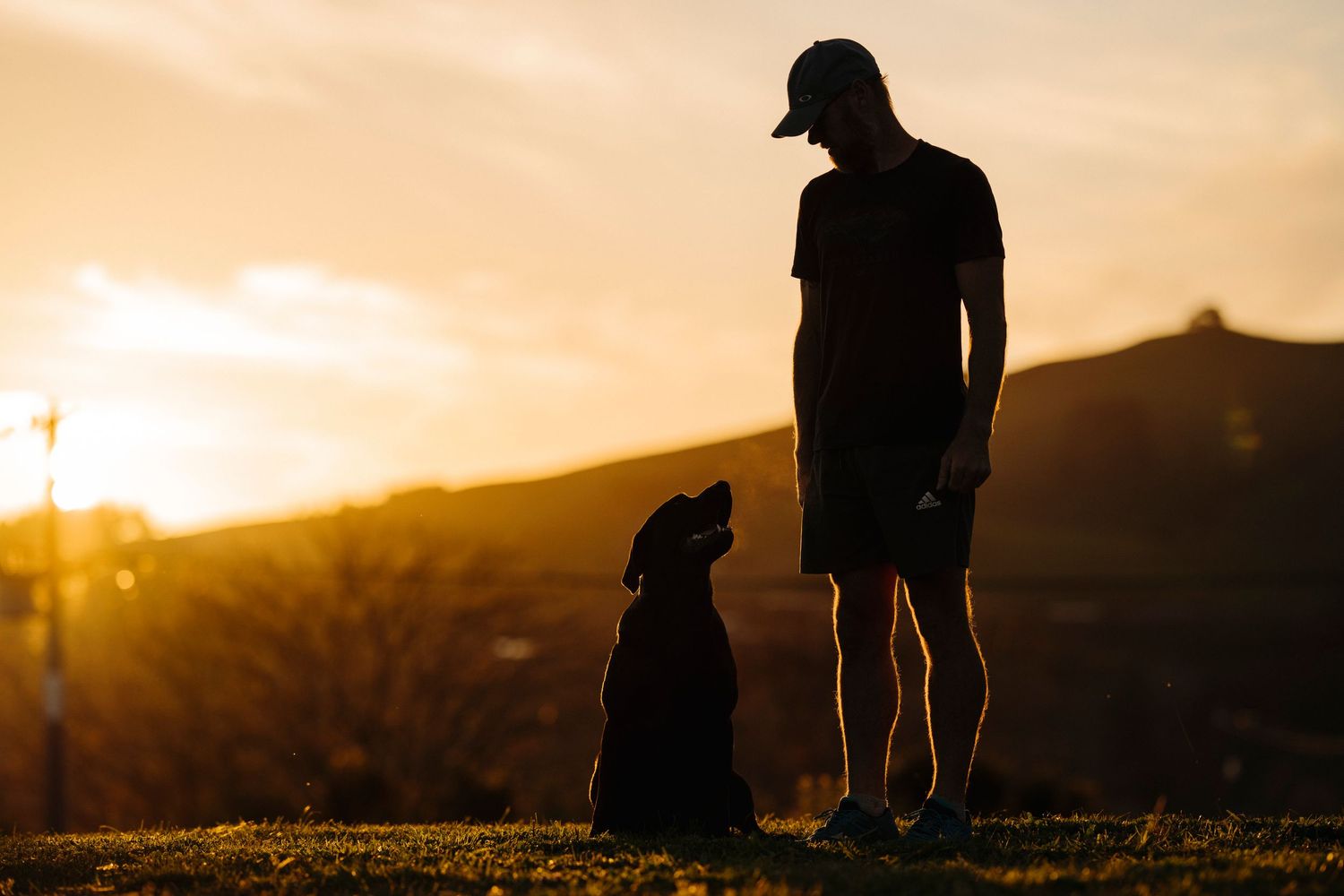 A man looks at his black Labrador dog standing in the golden sunset light, image created by Waikato pet portrait photographer