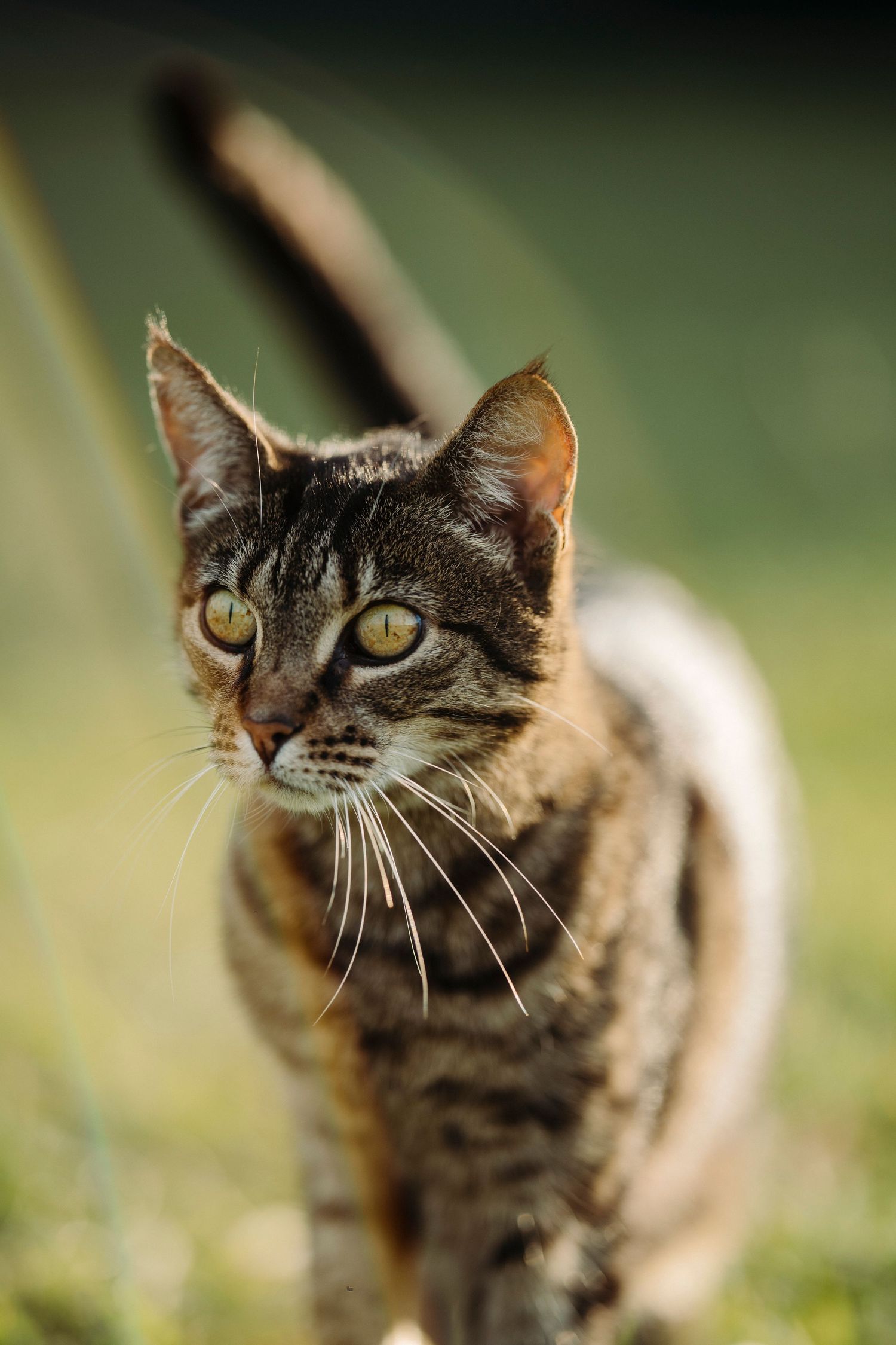 A cat walks across the grass in the sunshine, image created by Waikato pet portrait photographer