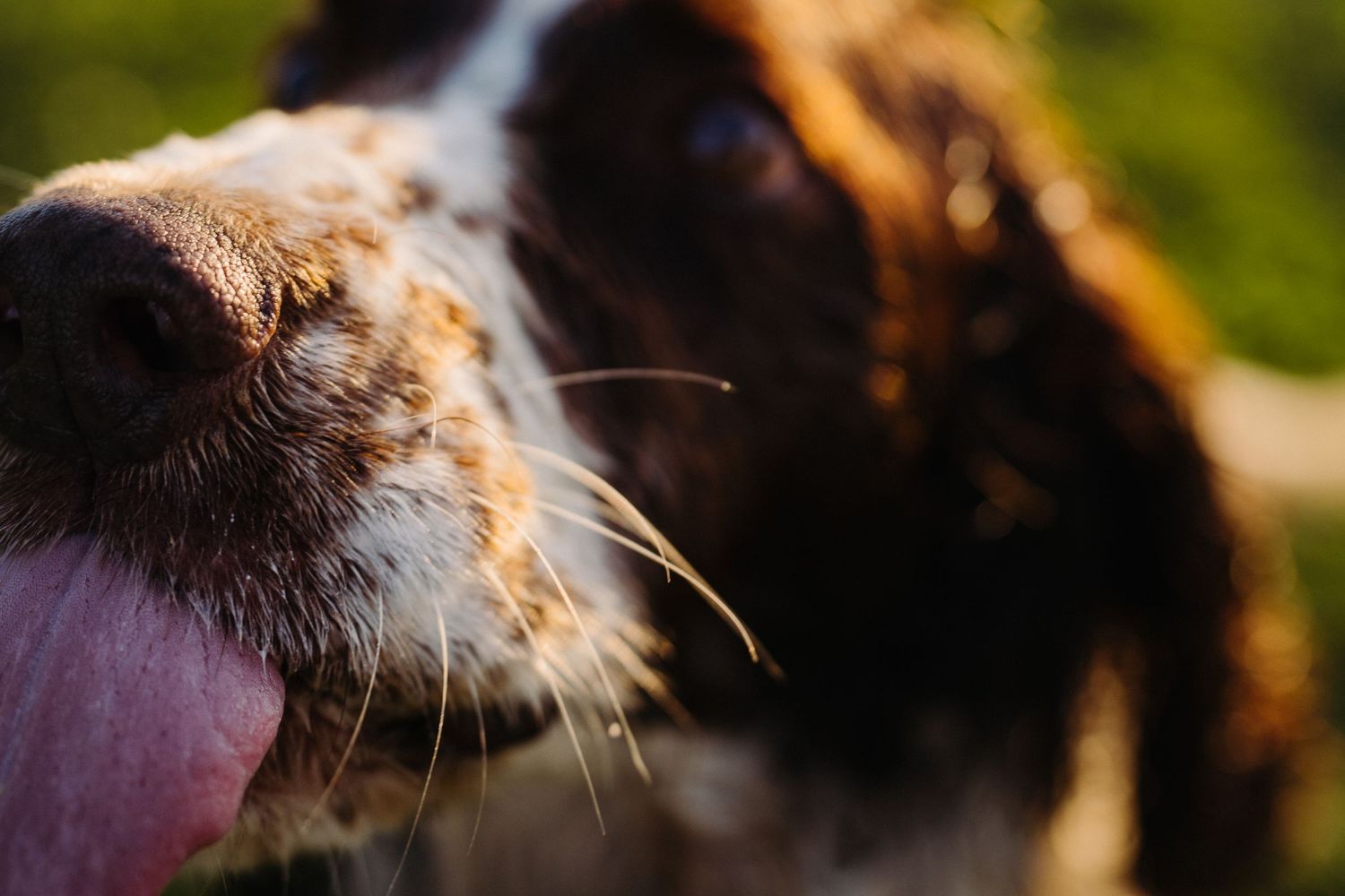 A springer spaniel dog approaches the camera to lick with it's tongue, image created by Waikato pet portrait photographer