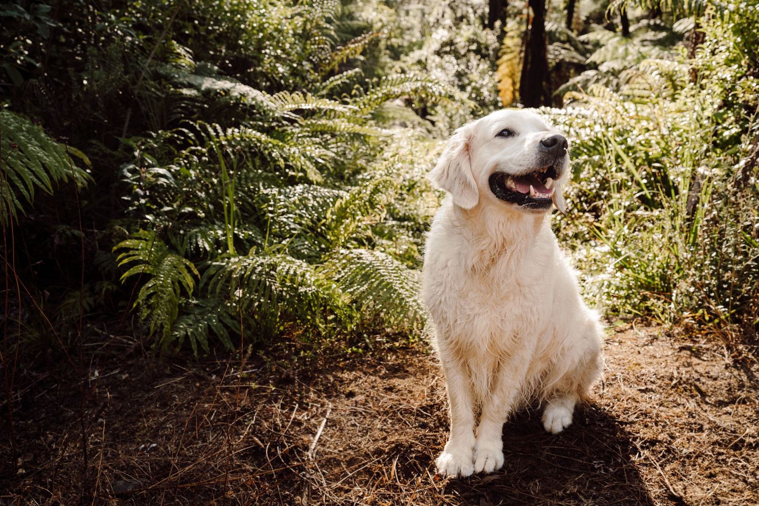 A smiling Golden Retriever dog sits in the native New Zealand bush, image created by Waikato pet portrait photographer