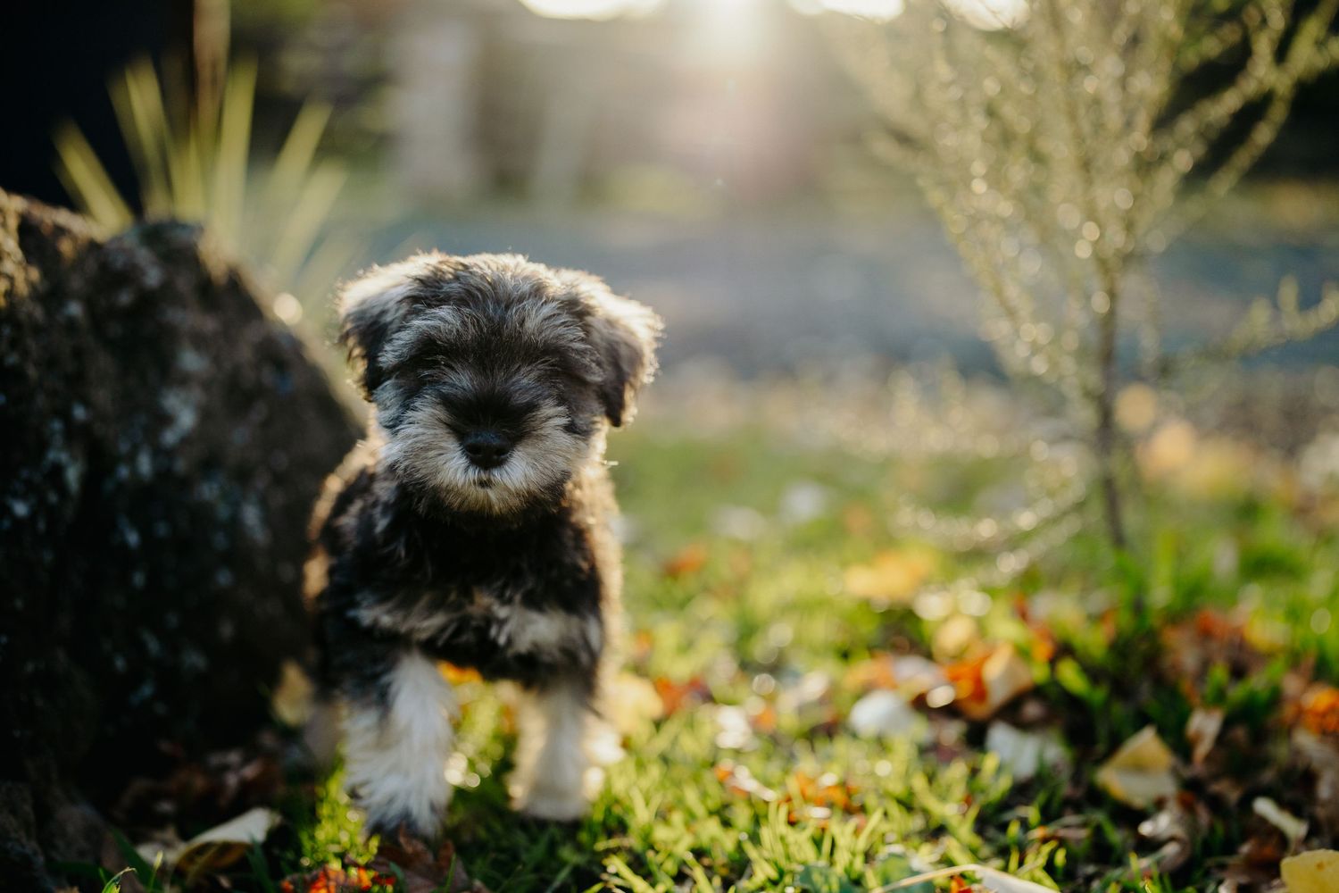 A puppy walks in the evening sunshine, image created by Waikato pet portrait photographer