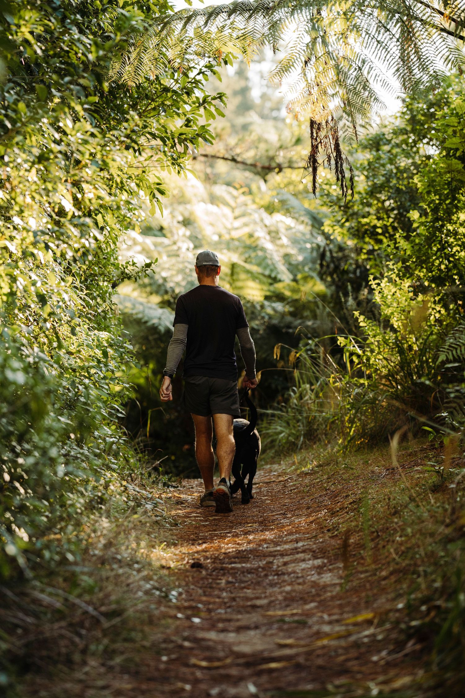 A man walk through the native bush in New ZEaland with his black Labrador, image created by Waikato pet portrait photographer