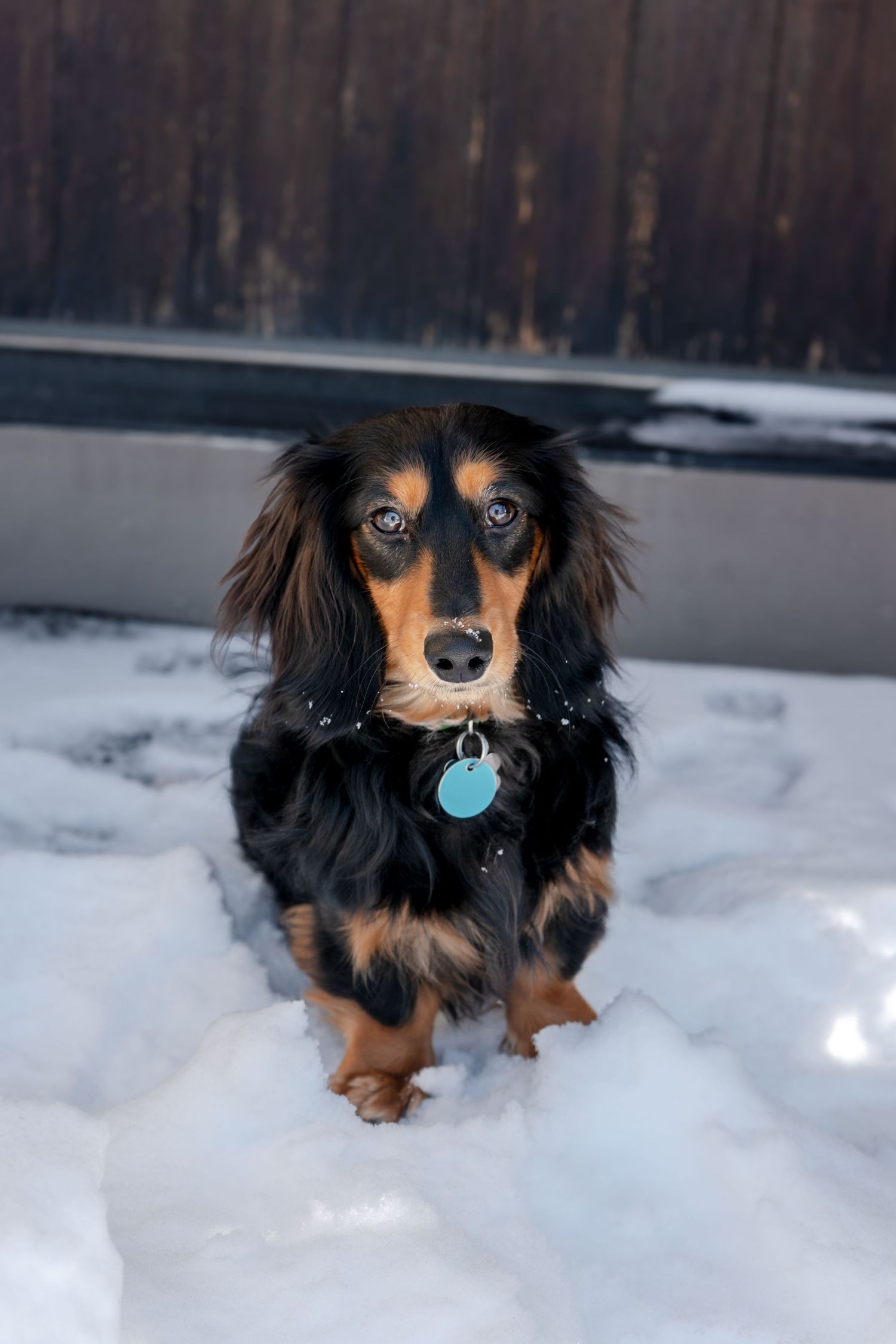 A long-haired black and tan Dachshund with a blue tag collar sitting in the snow outdoors.