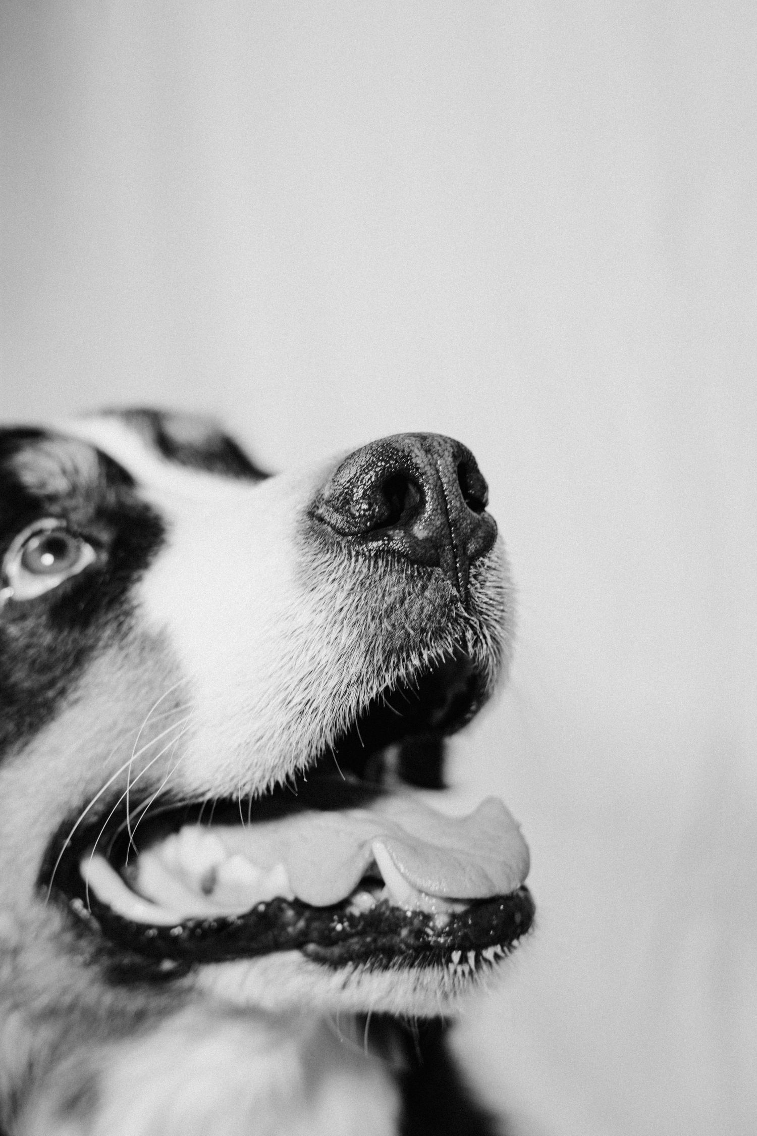 Black and white close-up photo of a happy dog with open mouth, prominent nose, and bright eye visible.