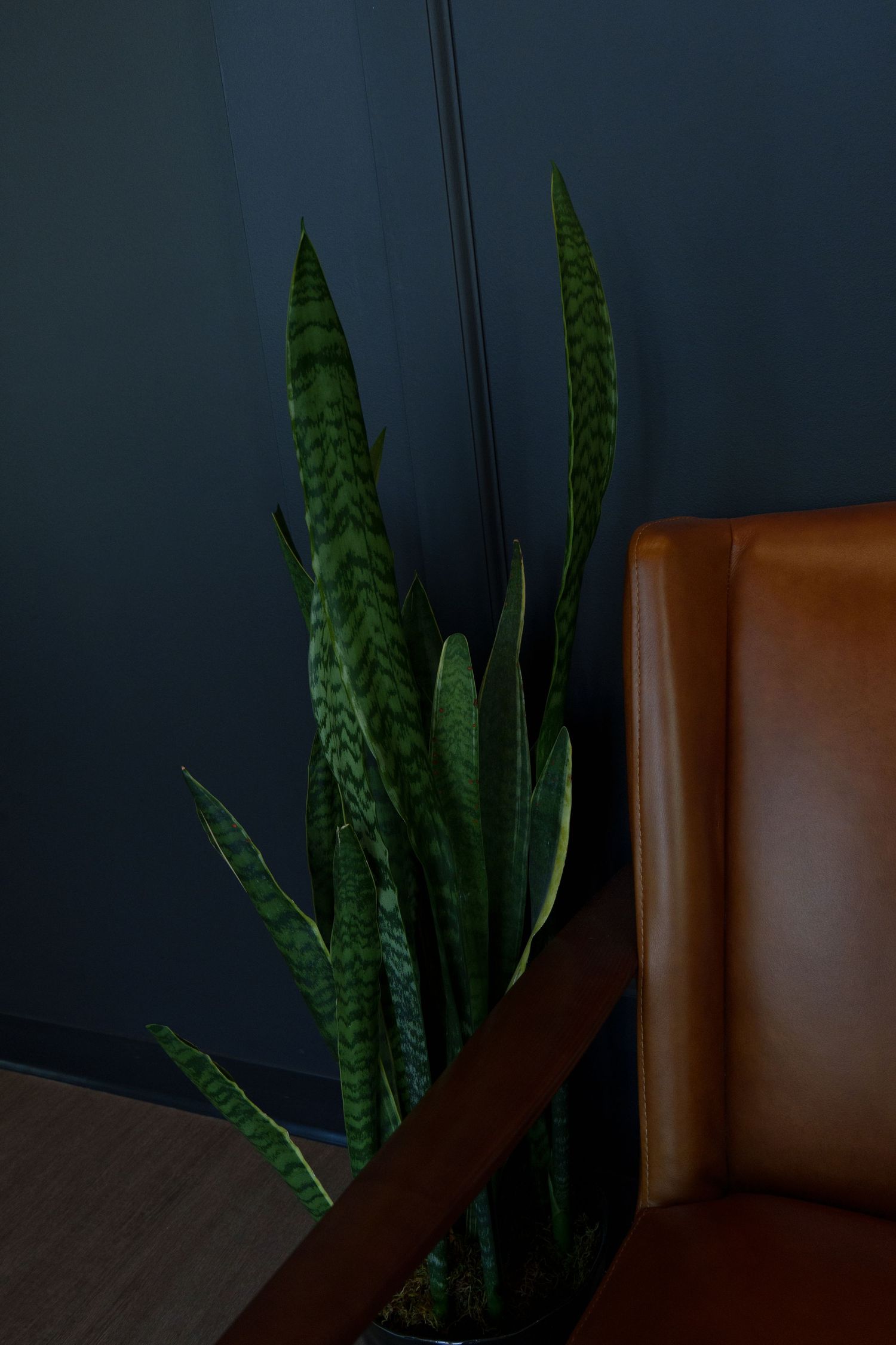 A snake plant with dark green leaves sits in front of a brown leather chair against a dark blue wall.