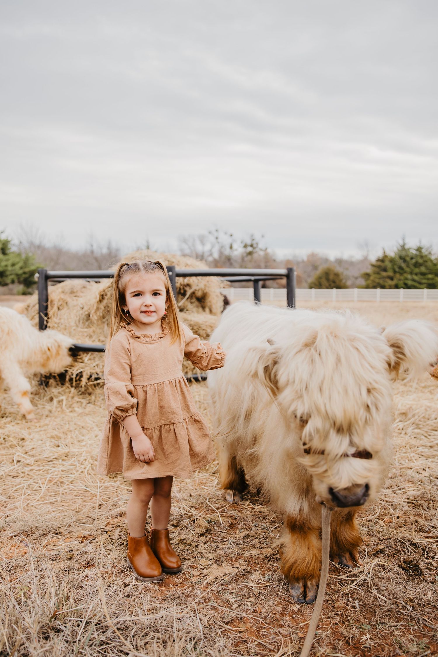 A child in a brown dress stands next to a fluffy Highland cow in a rustic outdoor setting.