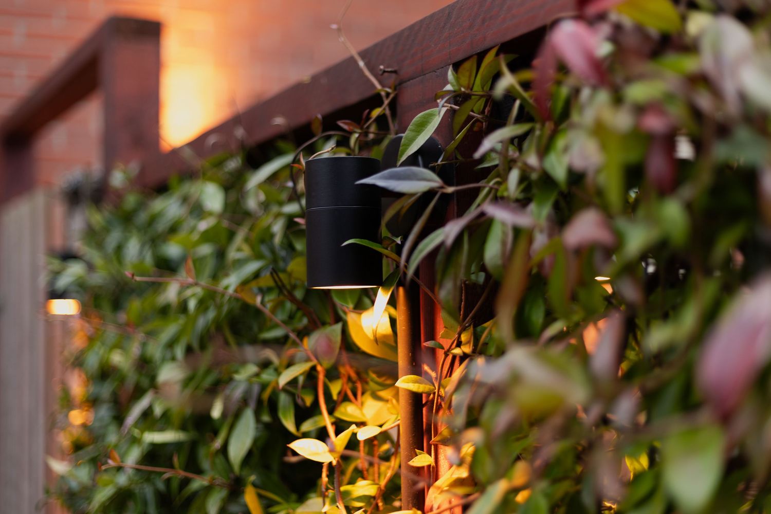 Garden wall with climbing plants lit by warm outdoor lights.
