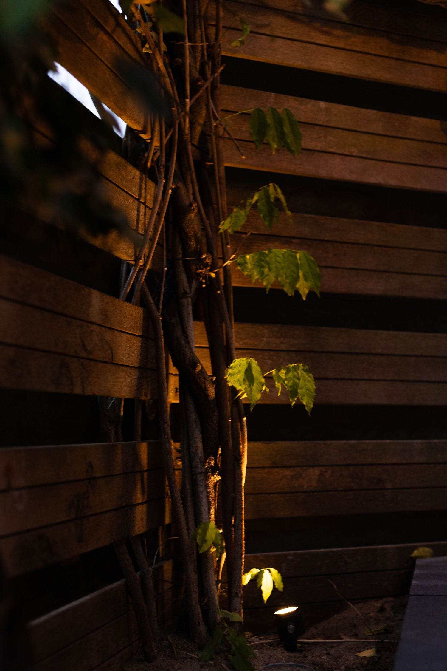 Wooden fence with climbing vines illuminated by outdoor lighting at night.