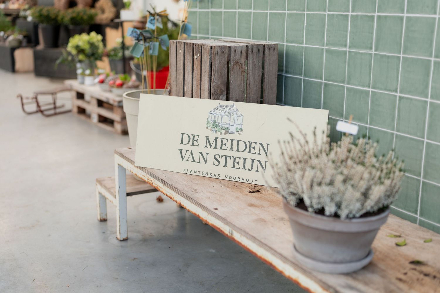 Succulent plants arranged on wooden shelves against a mint green tiled wall in a modern retail display.