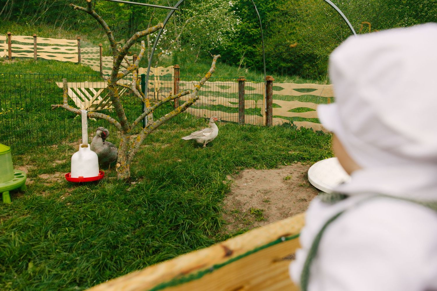 White bird feeder hanging from tree branch in fenced green garden.