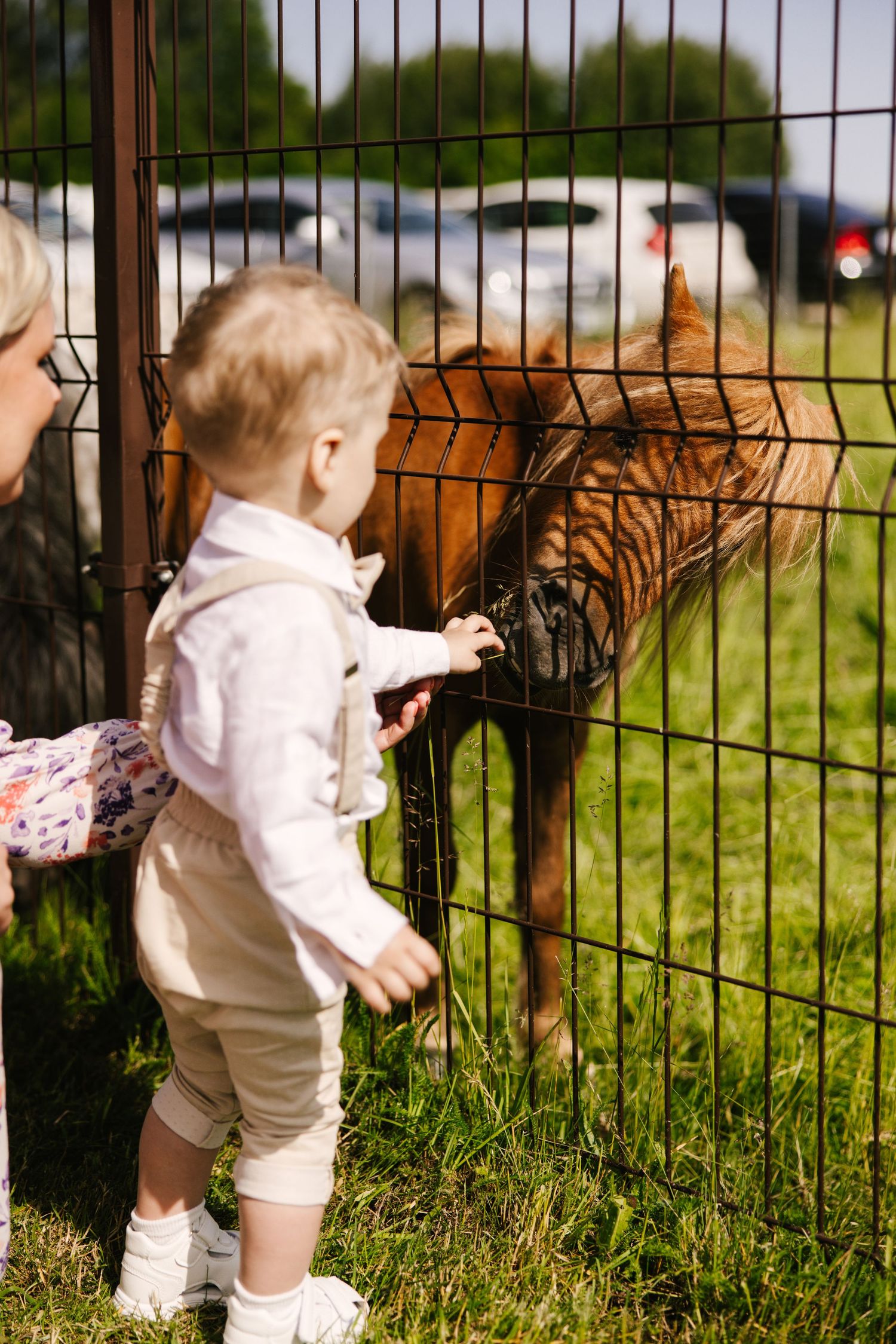 A toddler in white clothing curiously interacts with a tiger through a fence at a zoo.