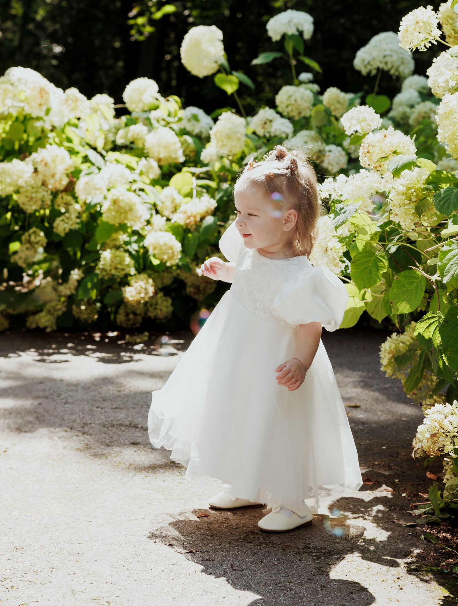 A small child in a white dress explores a garden path lined with blooming white hydrangea bushes.