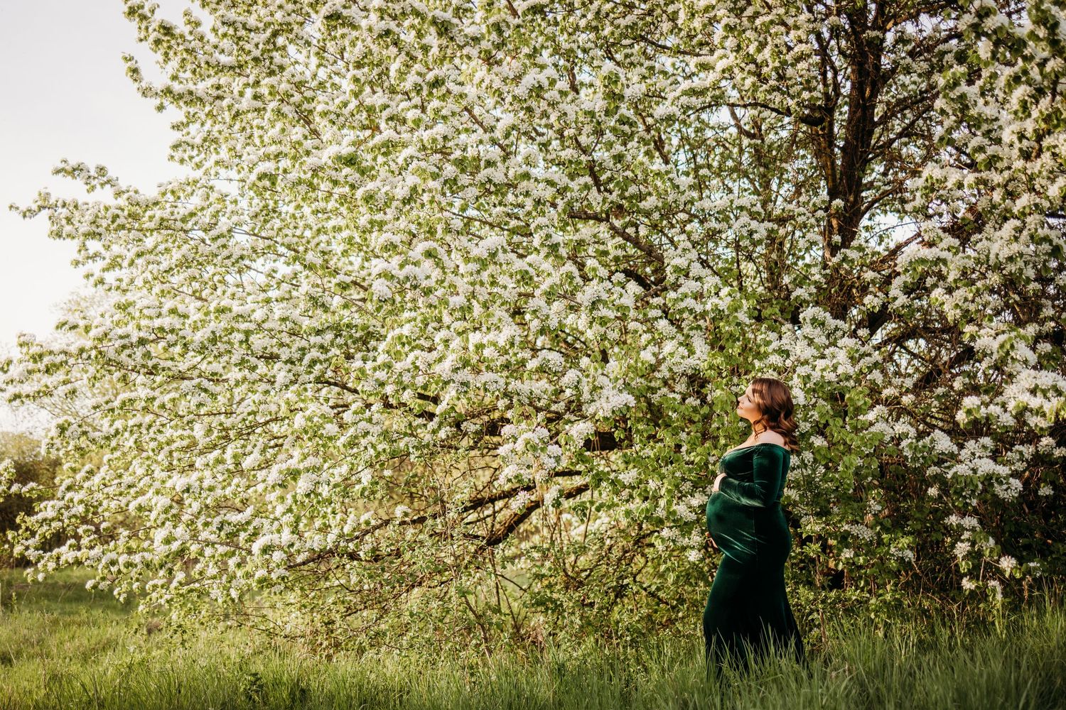 Cherry blossom trees in full bloom creating a dreamy spring atmosphere in a garden setting.