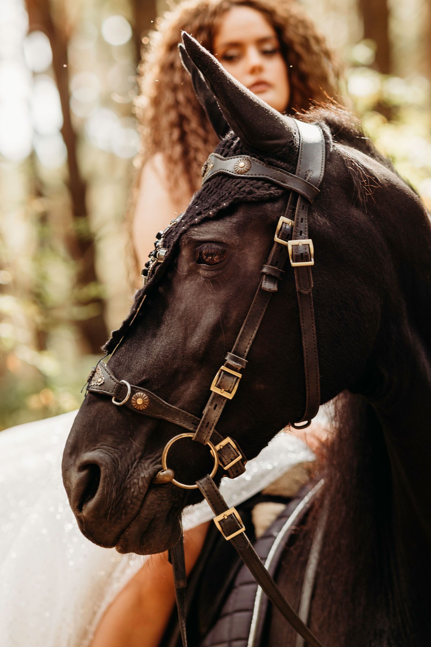 Close-up profile shots of a dark brown horse wearing leather bridle in a sunlit forest setting.