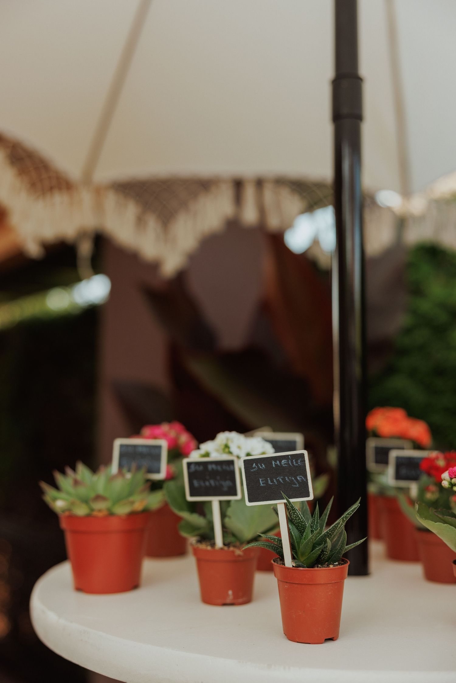 Small potted succulent plants arranged as party favors with name tags.