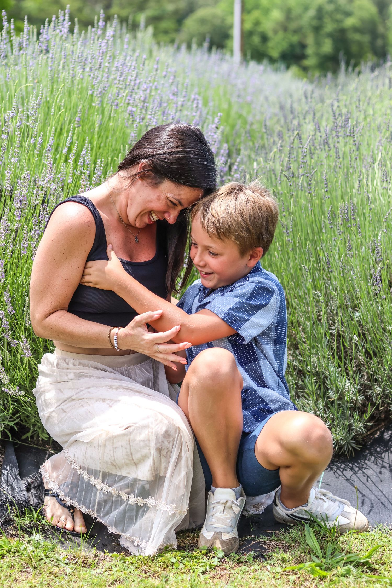 Family Lavender