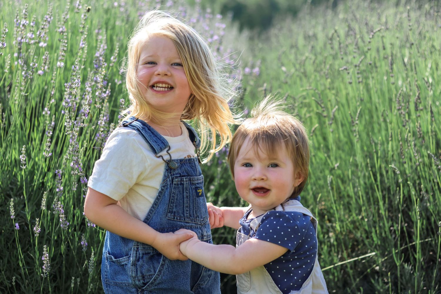Family Lavender