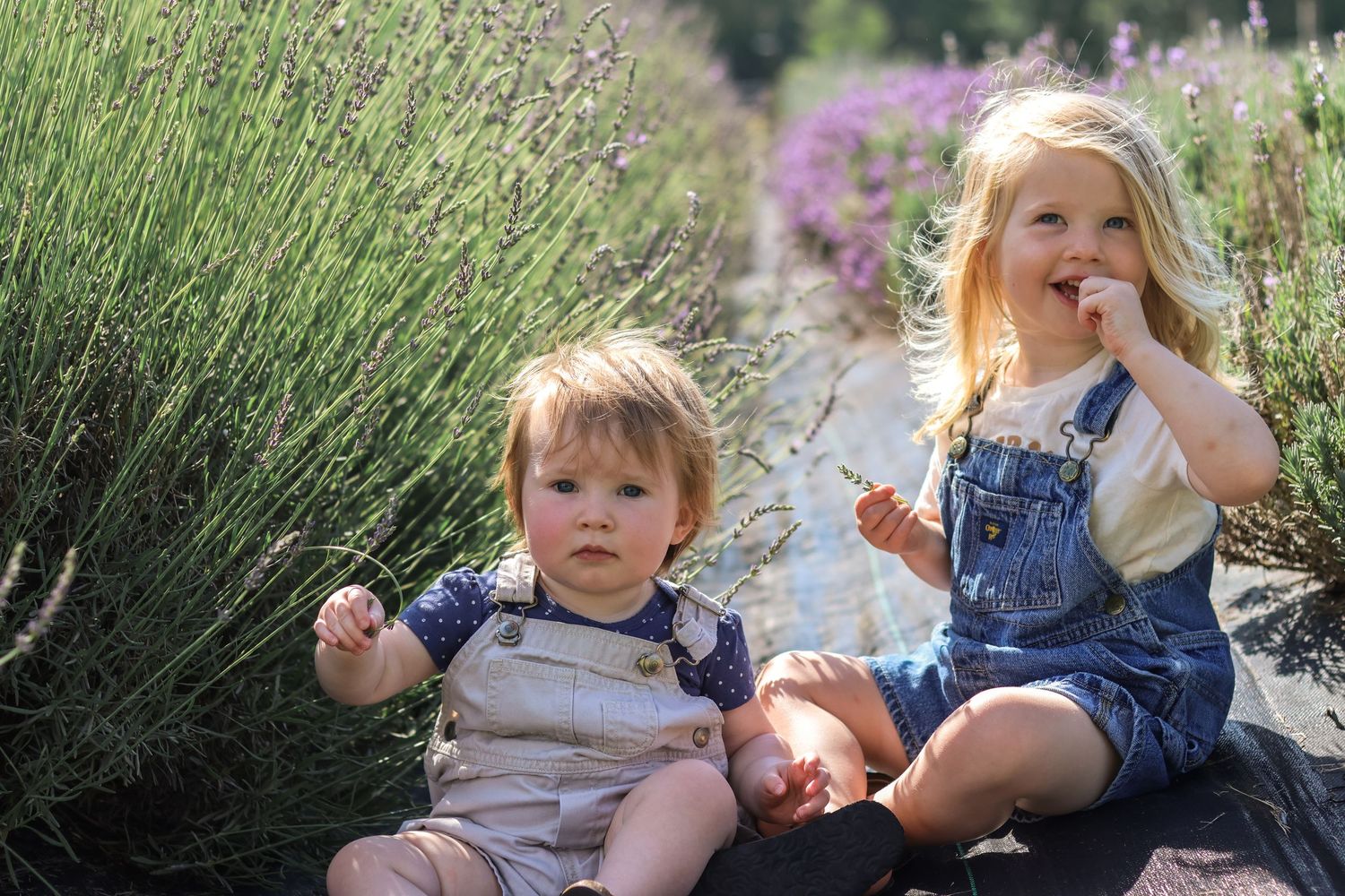 Family Lavender
