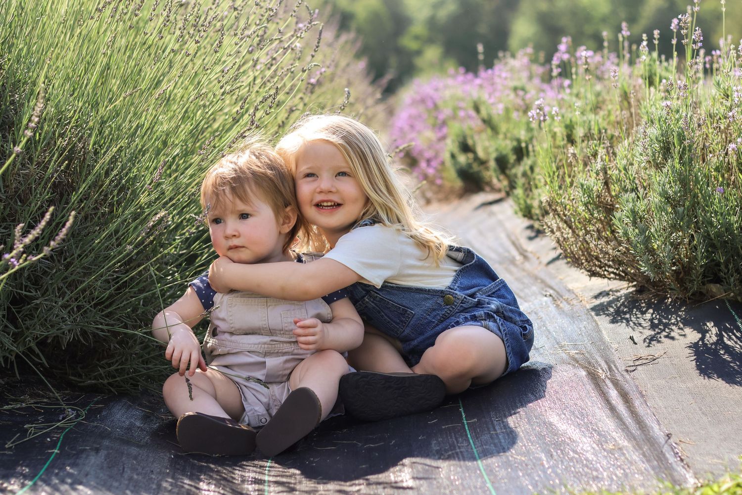 Family Lavender