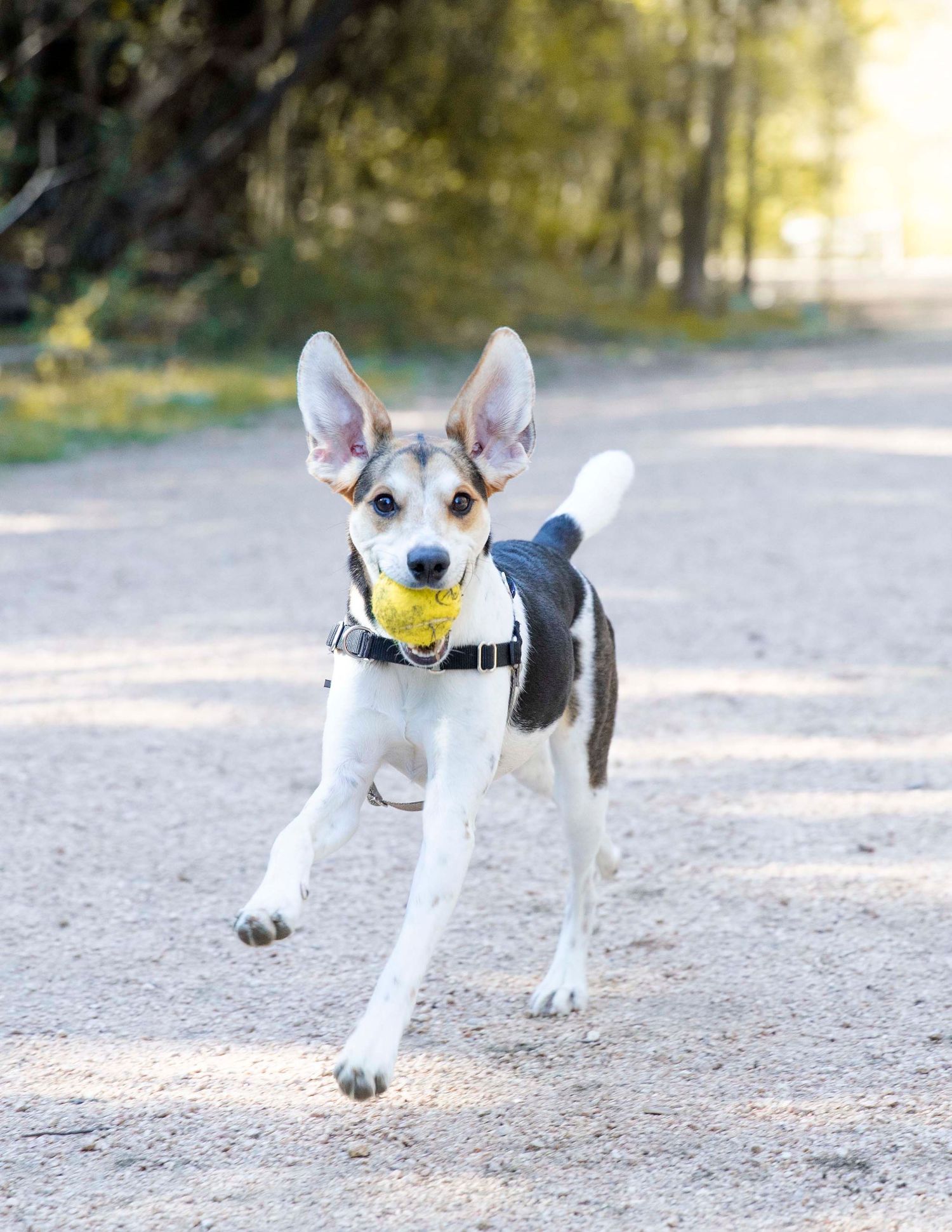 Small white and brown dog playing with yellow tennis ball on dirt path during sunny day.