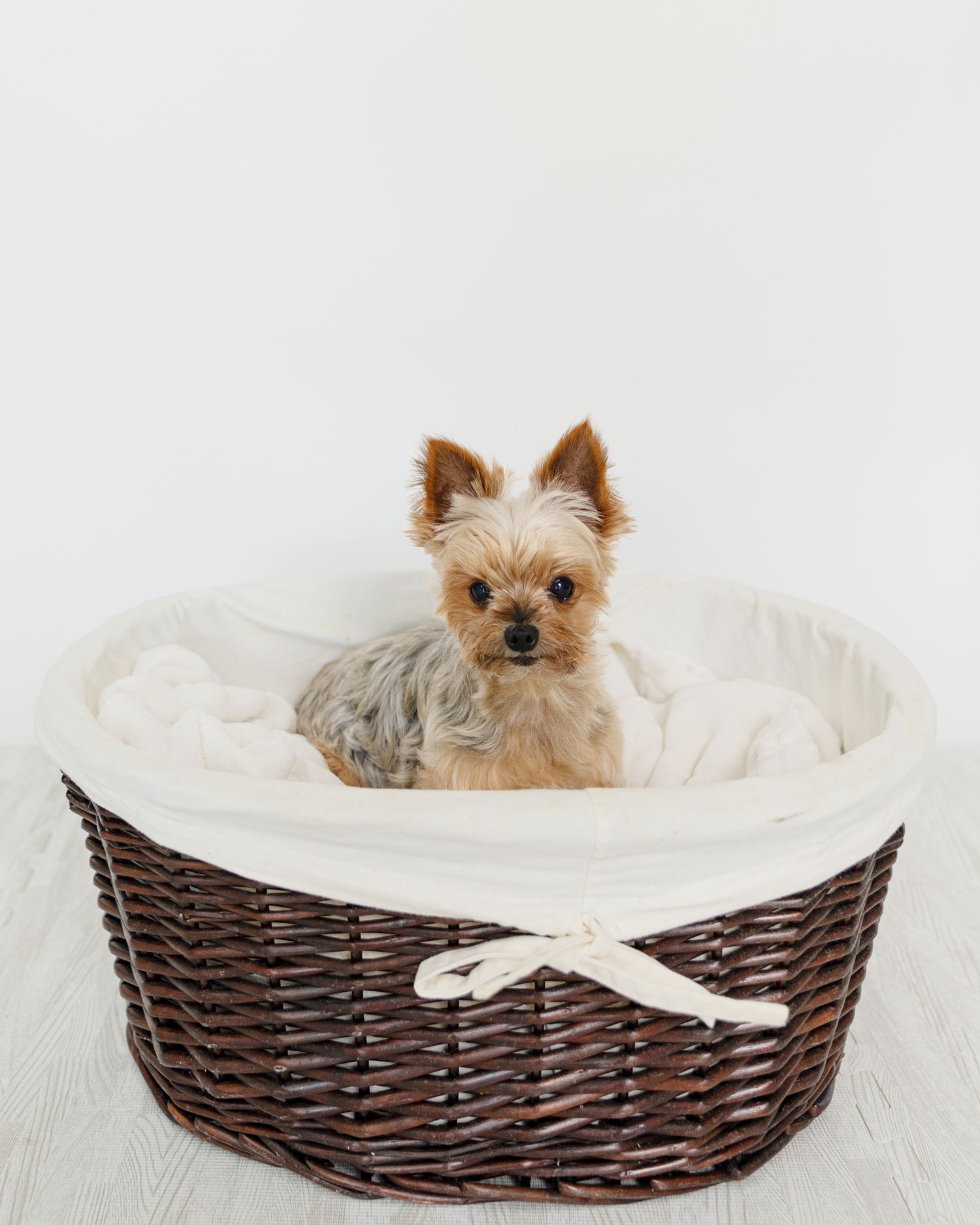 Small Yorkshire Terrier puppy sitting in a dark woven basket with white fabric liner on light wood floor.