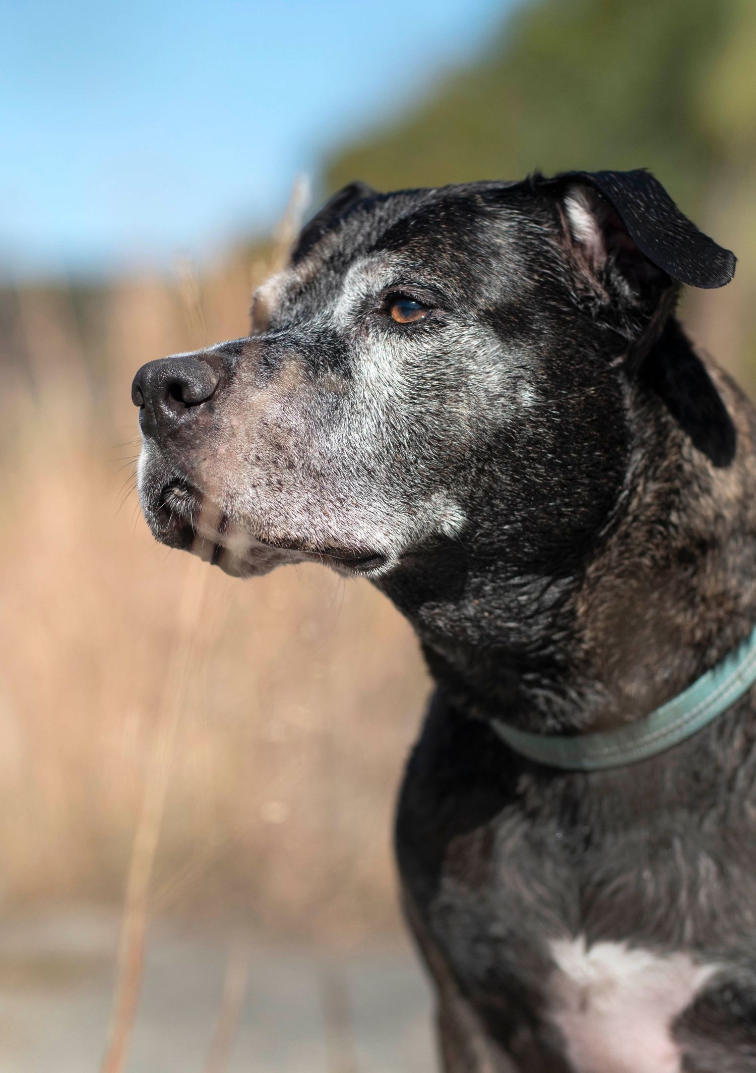 A close-up portrait of a senior black pit bull mix dog with gray fur around its muzzle wearing a blue collar.