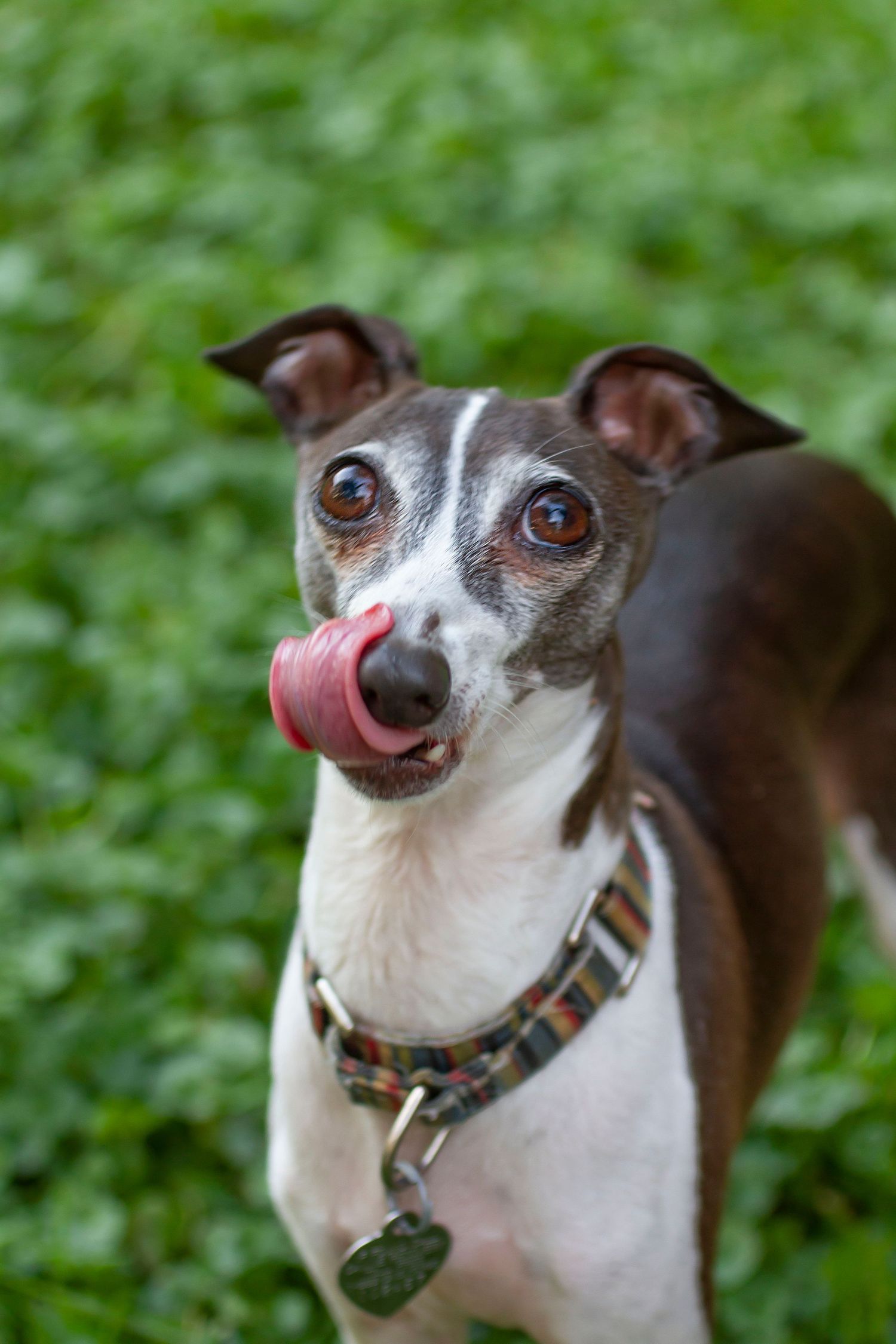 Italian greyhound dog with white and gray fur sticks out tongue playfully while wearing plaid collar outdoors.