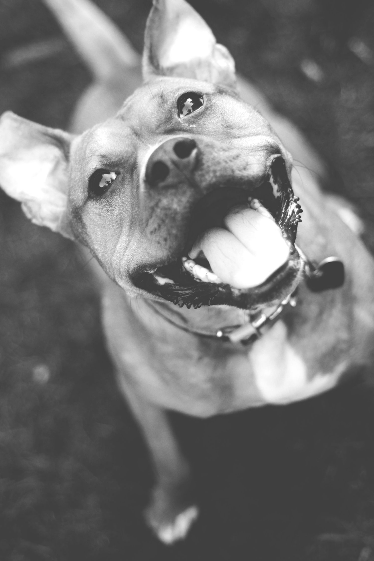 Black and white closeup of a smiling pit bull dog looking up at camera with bright, friendly expression.