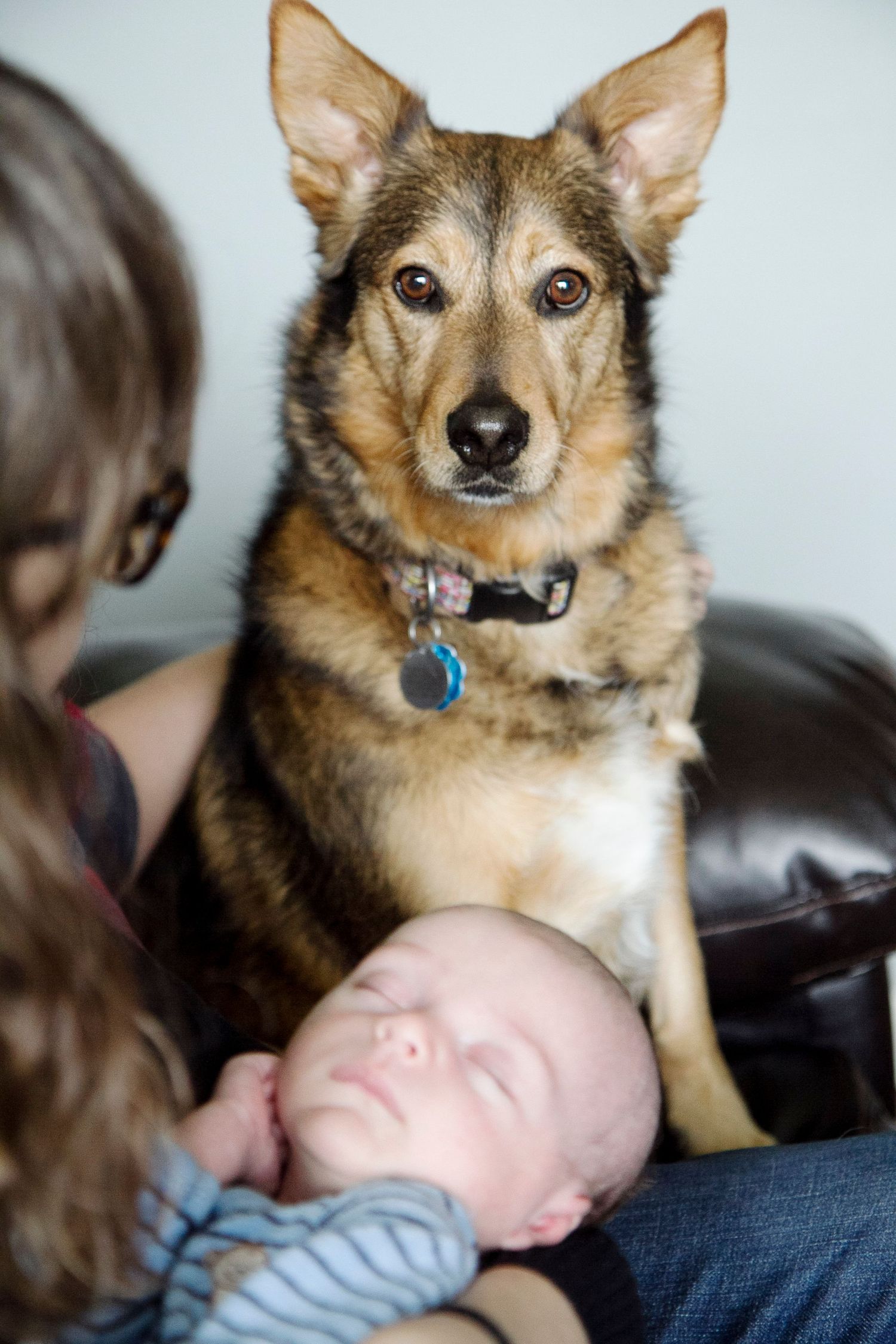 Shepherd mix dog sits attentively next to sleeping baby while being watched by someone on leather couch.