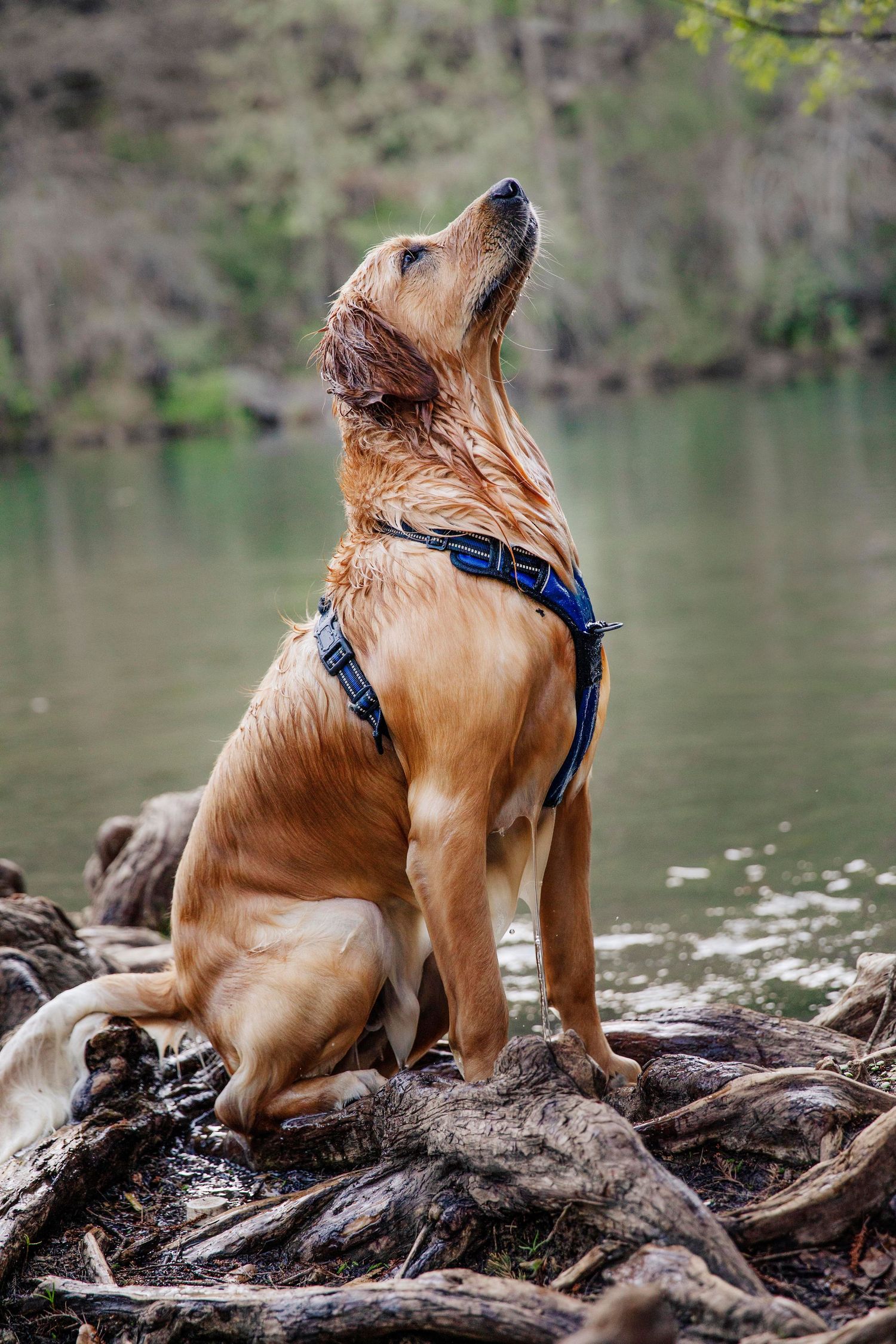 Golden retriever wearing blue harness sits alertly on driftwood by lake with wet fur and upward gaze.