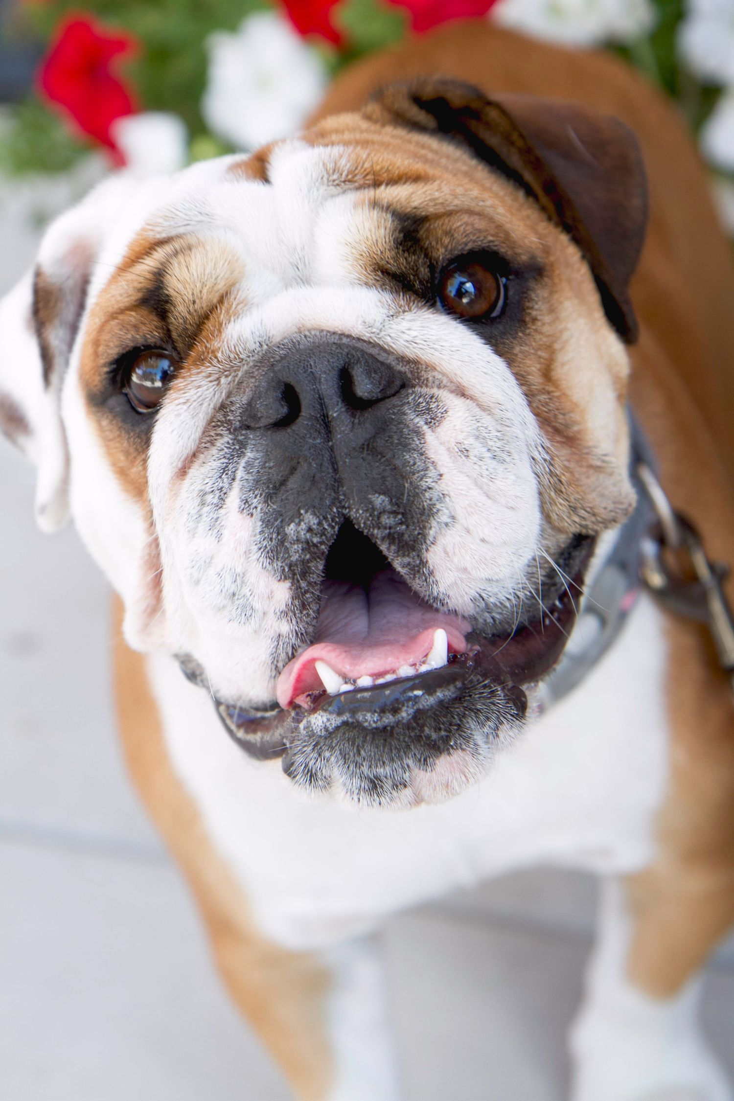 Close-up portrait of a happy English Bulldog with brown and white fur smiling at the camera.