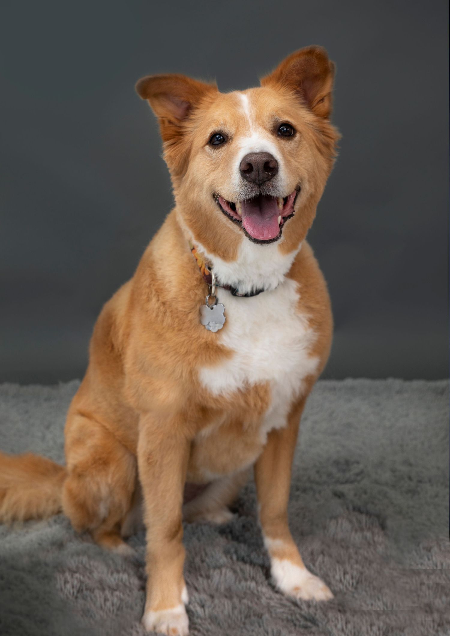 A happy brown and white corgi sits on a gray carpet while showing off its cheerful smile in a series of similar poses.