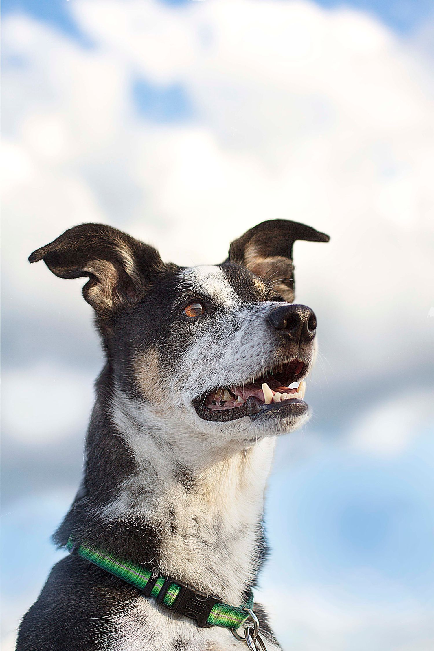 Portrait of a happy black and white dog with perked ears wearing a green collar against a cloudy blue sky background.
