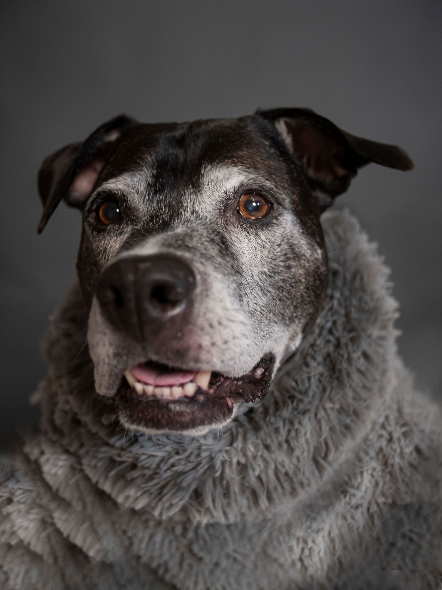 A smiling senior dog wearing a cozy gray fleece scarf poses for a close-up portrait against a dark background.