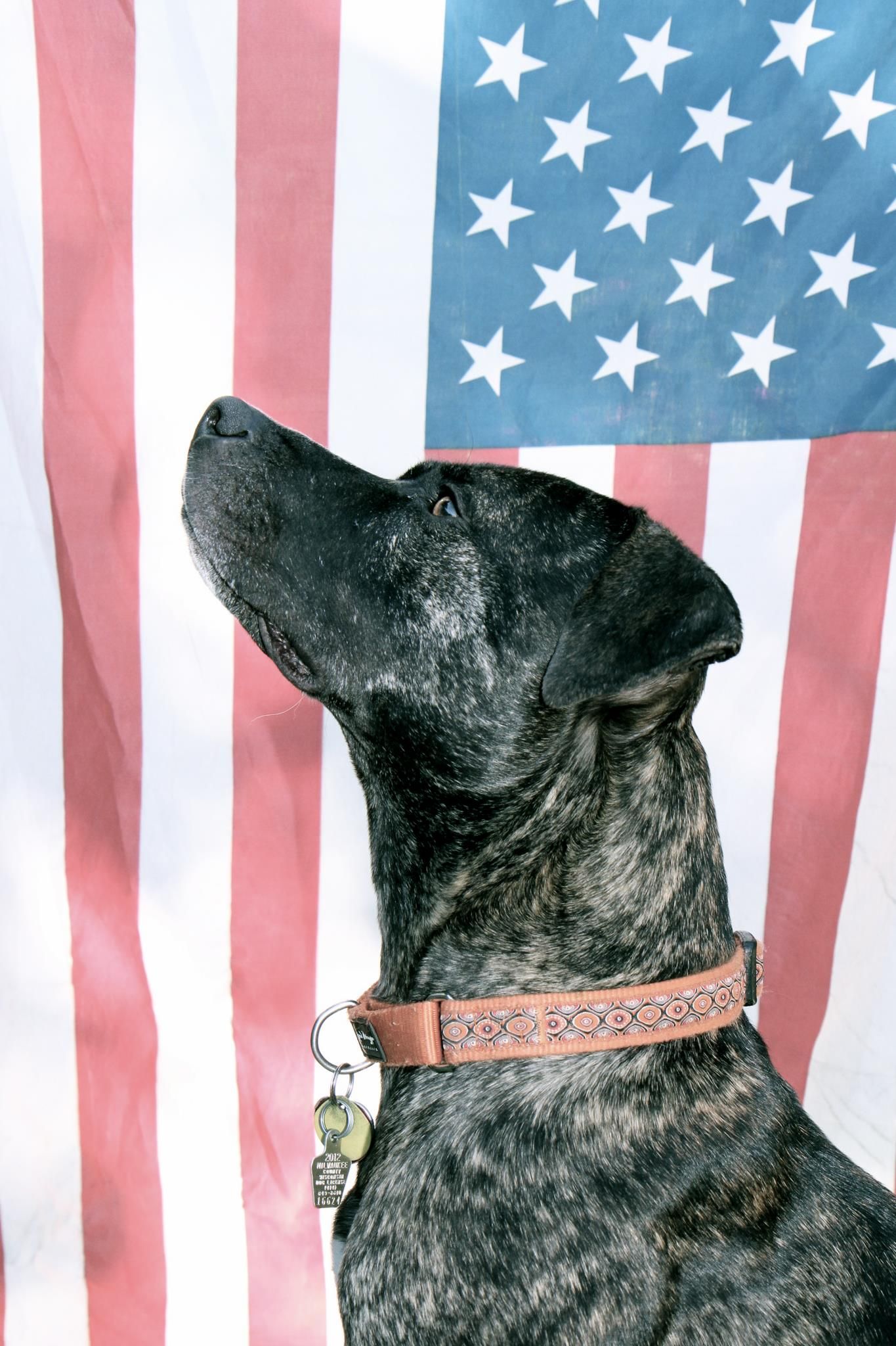 A black dog with a decorative collar looks upward against an American flag background.