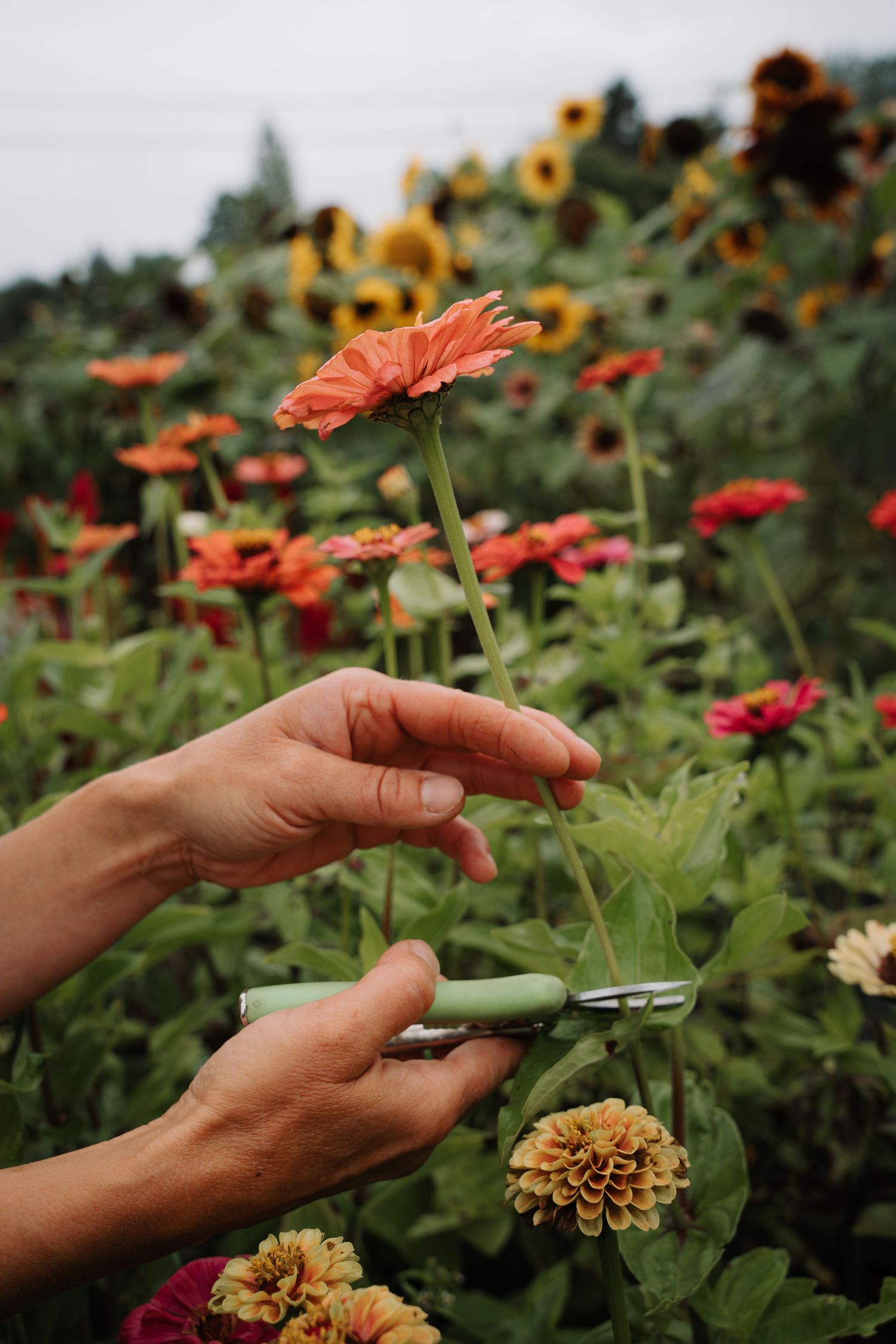 Hands using scissors to cut an orange zinnia stem in a colorful flower field.