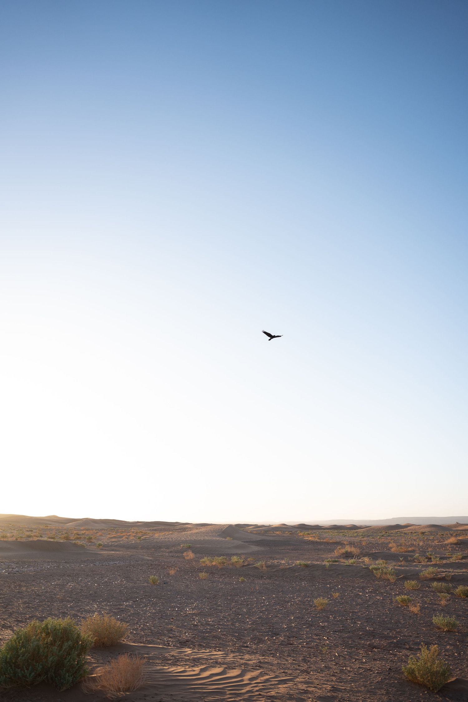 A lone bird soaring over a vast desert landscape under a clear blue sky at golden hour.