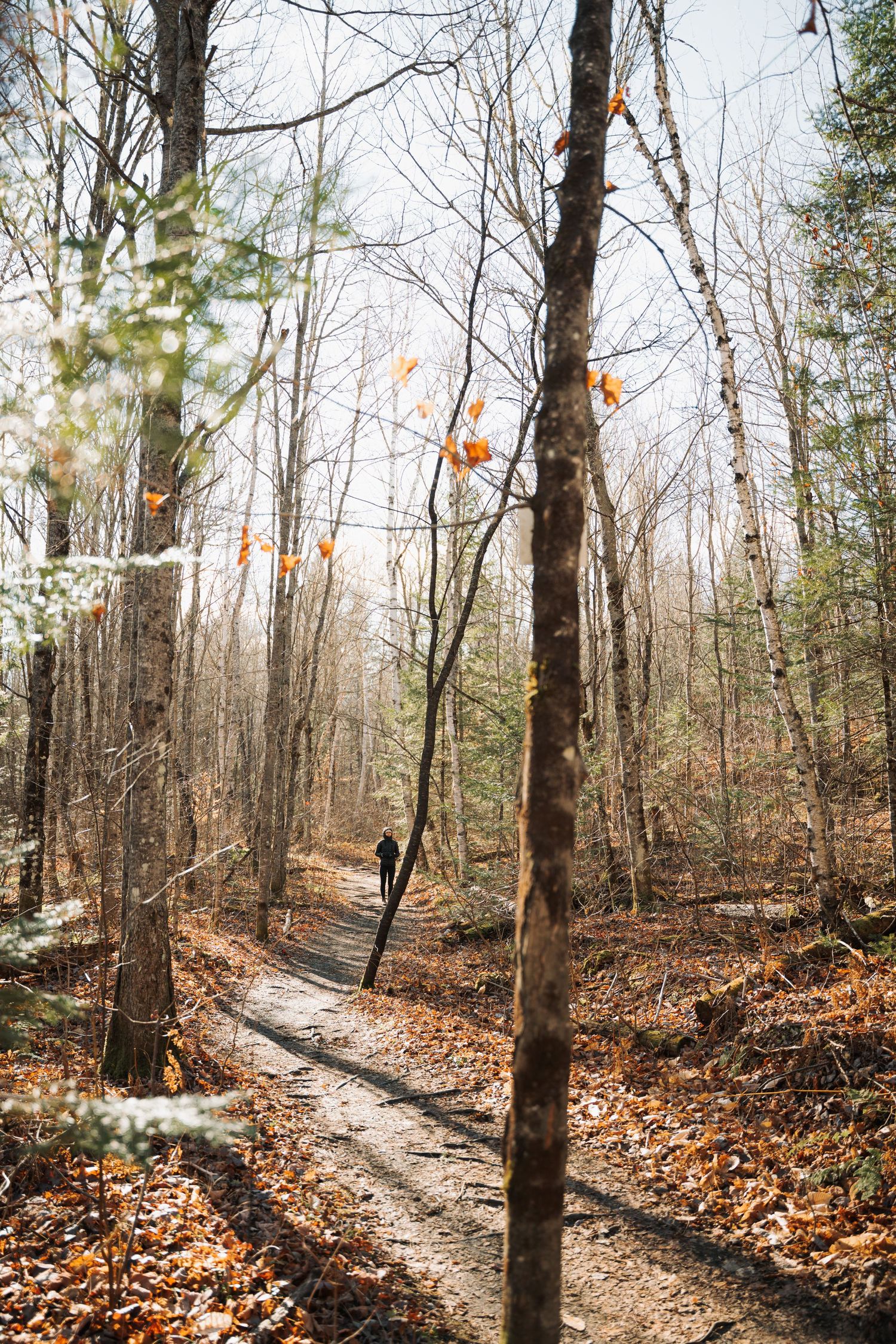 A lone hiker walks along a narrow forest trail surrounded by bare trees and fallen autumn leaves.