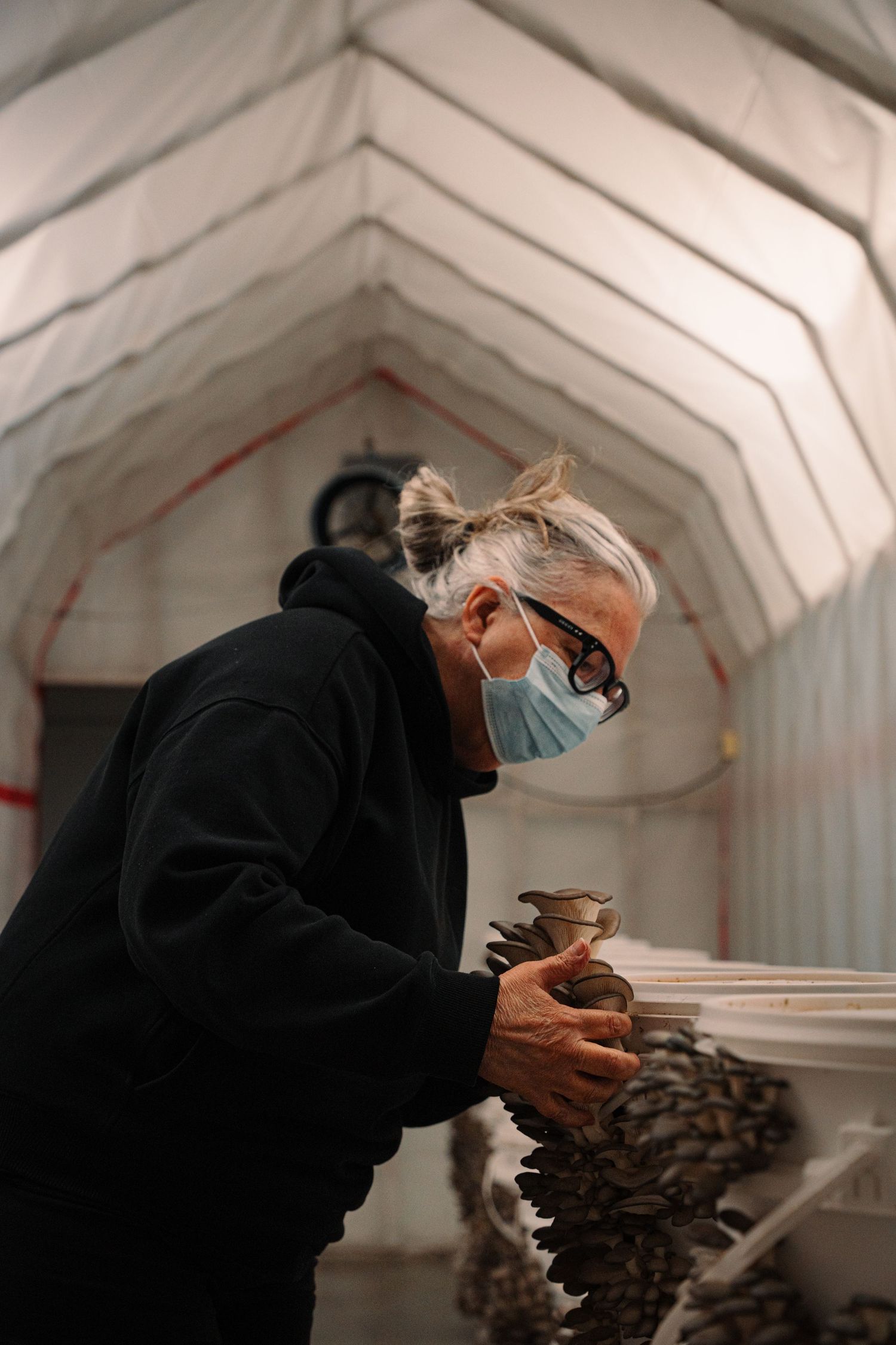Masked worker carefully harvesting oyster mushrooms inside a white tunnel greenhouse.