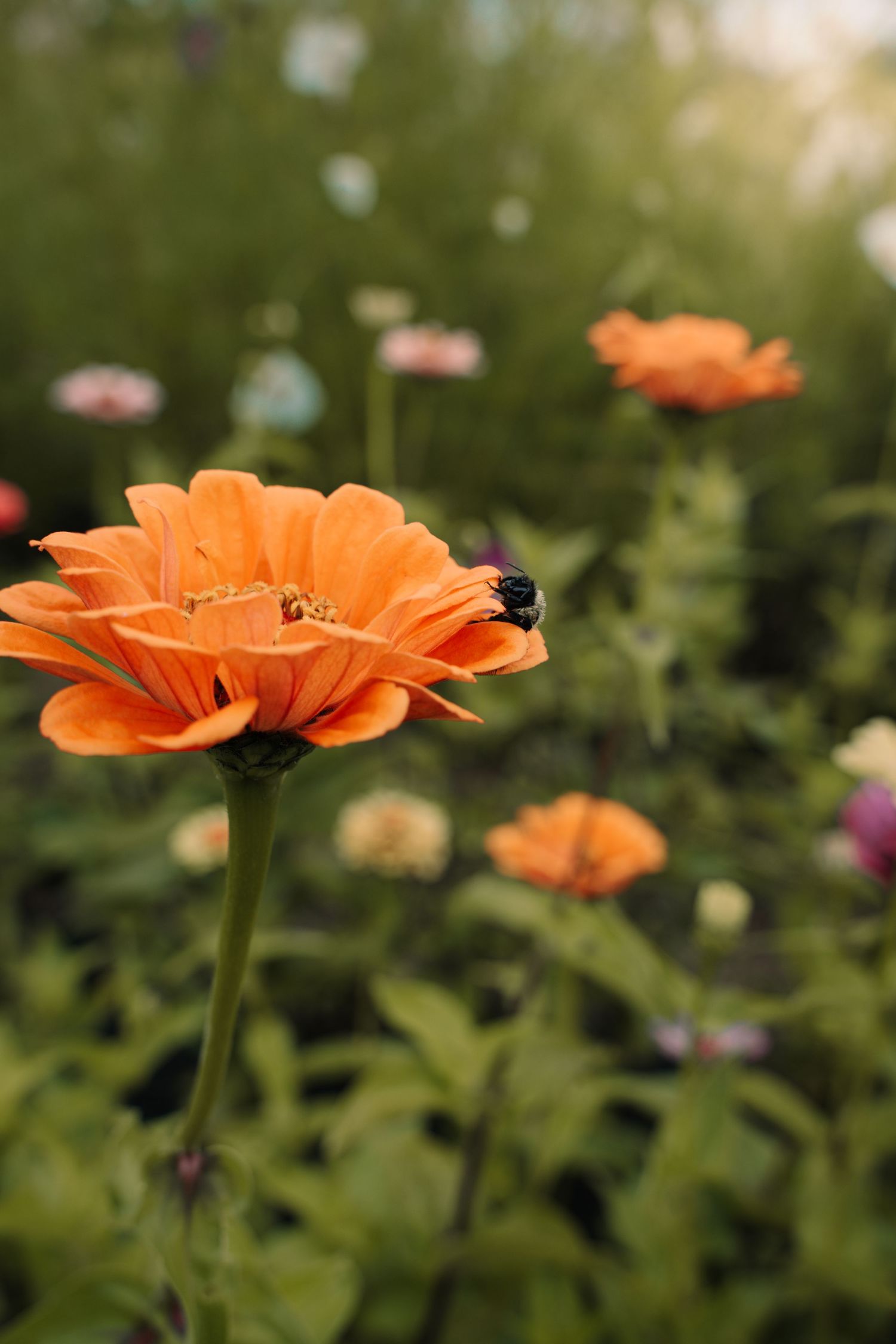 Orange zinnia flower with a bumblebee in a sunlit garden with green foliage.