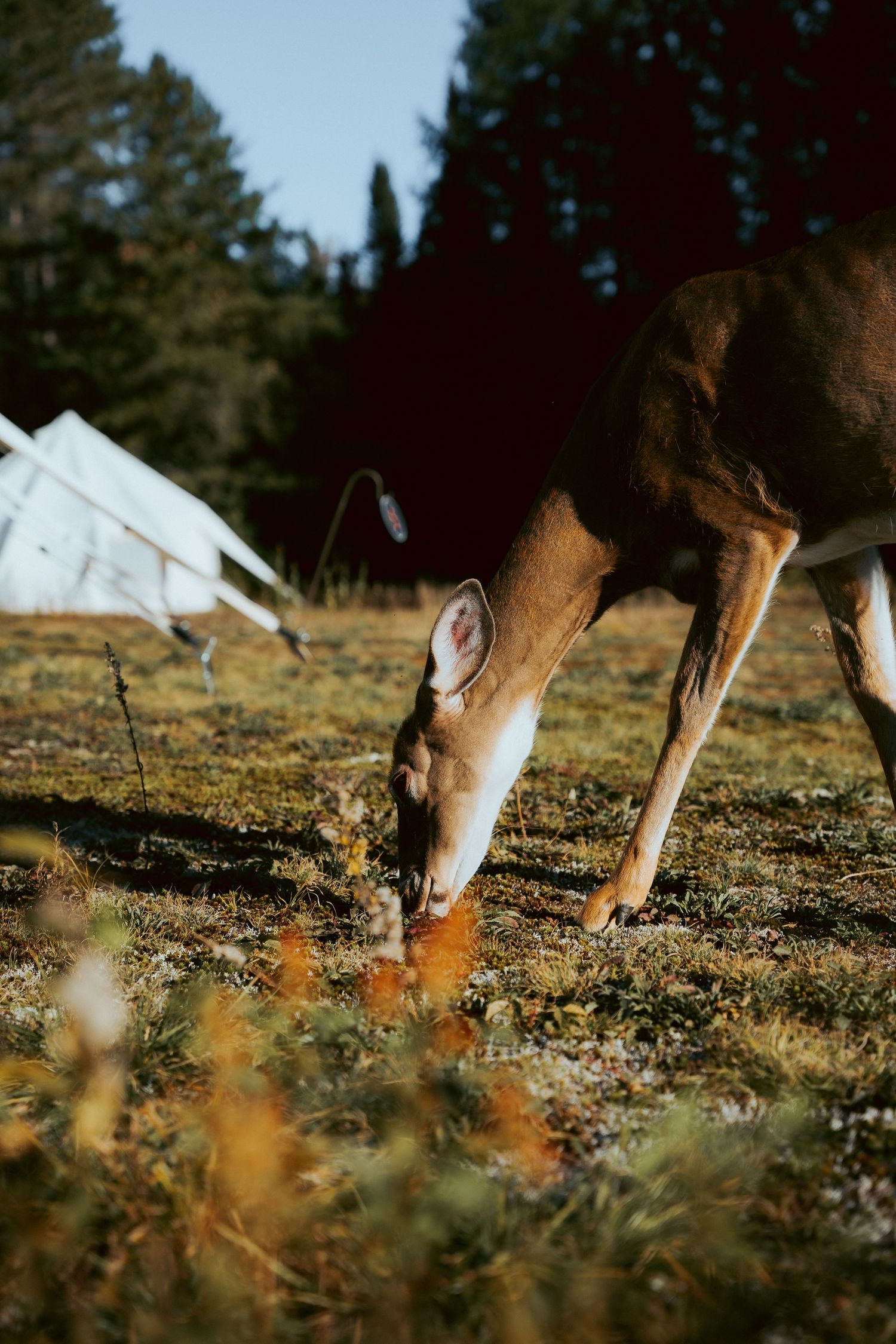 Young deer grazing on grass in a field with white tents and pine trees in the background.