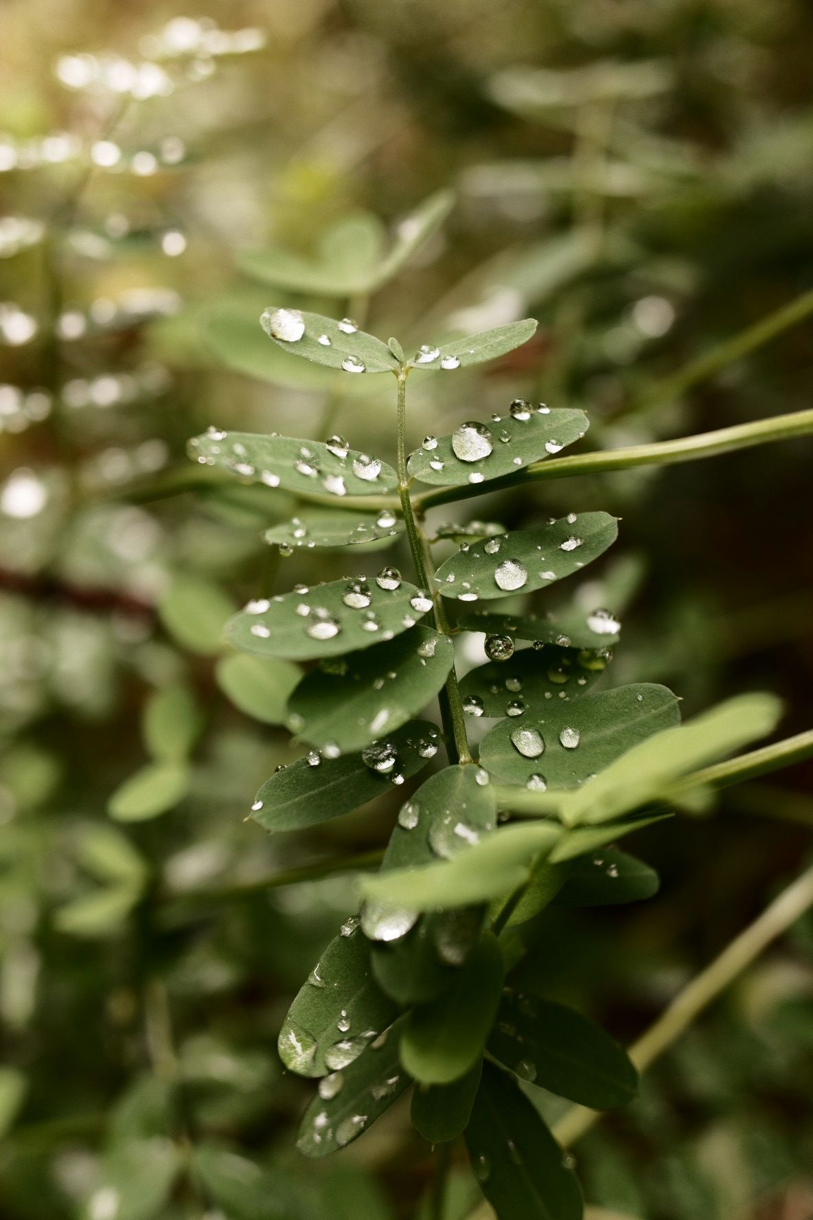 Close-up of green plant leaves covered in sparkling water droplets after rain in natural garden setting.