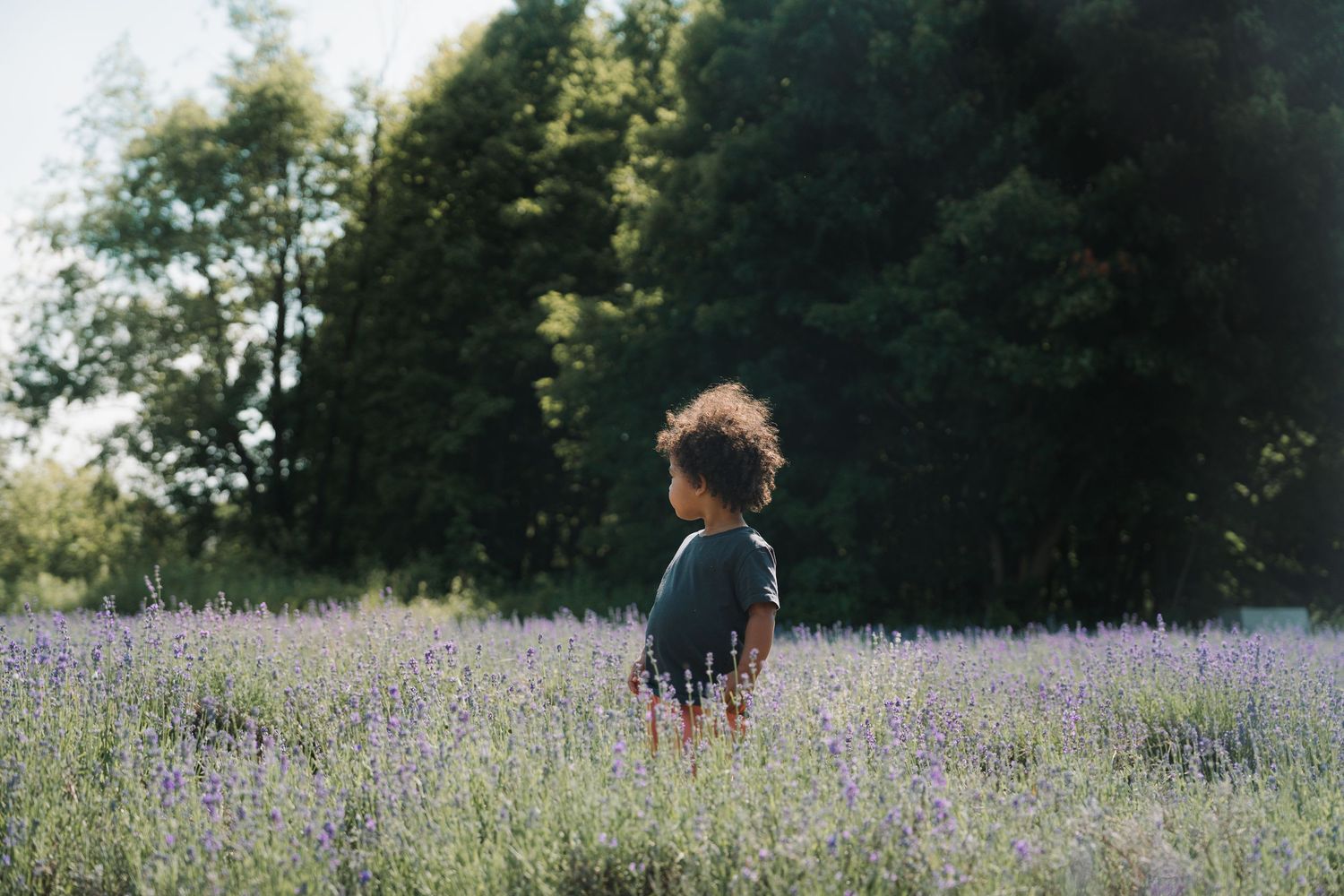 Young child with curly hair standing in a blooming lavender field surrounded by lush green trees on a sunny day.