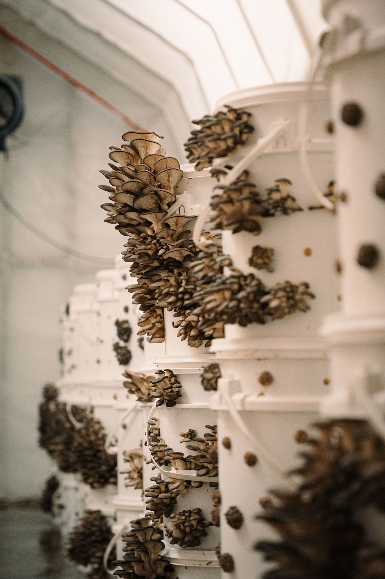 Oyster mushrooms growing from white cylindrical containers in an indoor mushroom farm.