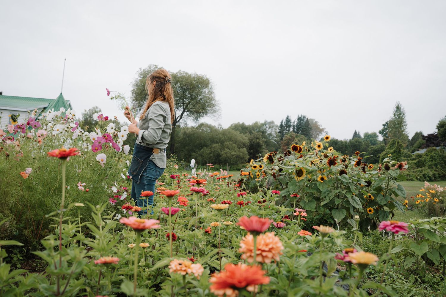 Woman picking flowers in a lush garden filled with zinnias and sunflowers.