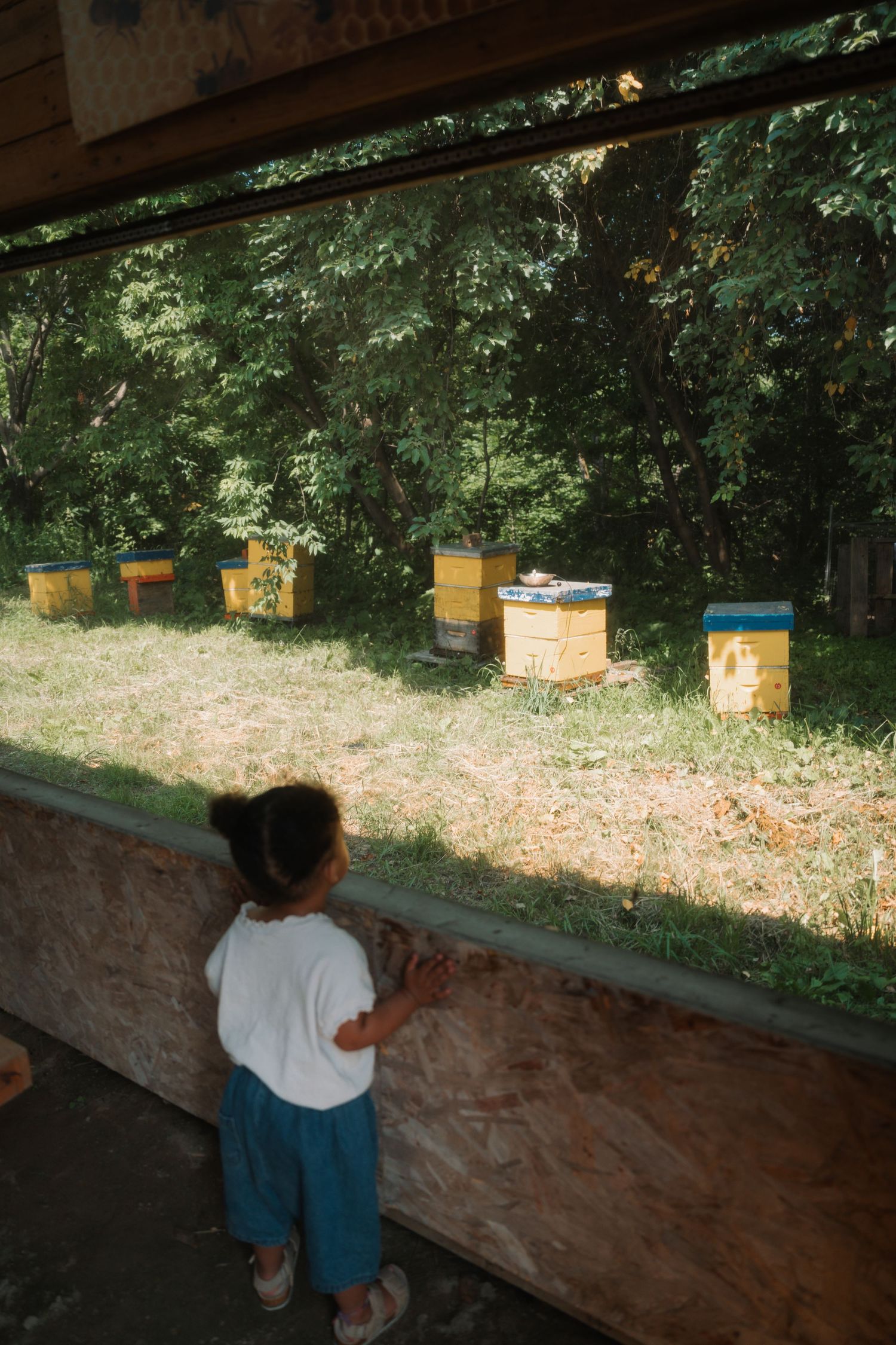 Young child in white shirt observing colorful beehives in a sunny forest clearing from a sheltered viewing area.