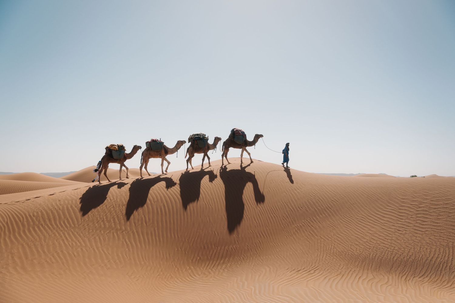 Camel caravan with handler crossing golden Sahara desert dunes under a clear blue sky.