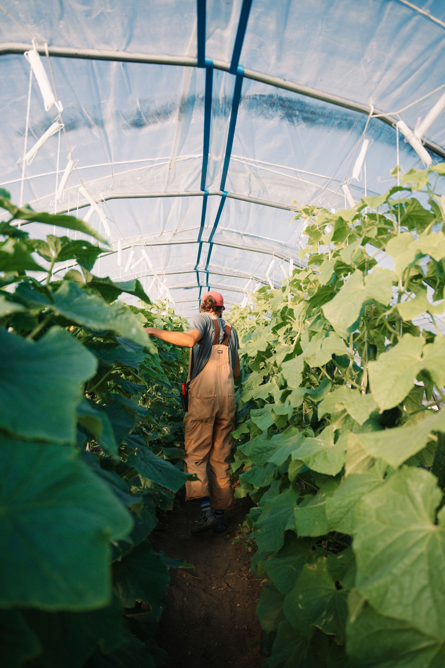 Farmer in overalls tending to tall cucumber plants growing in rows inside a large plastic greenhouse.