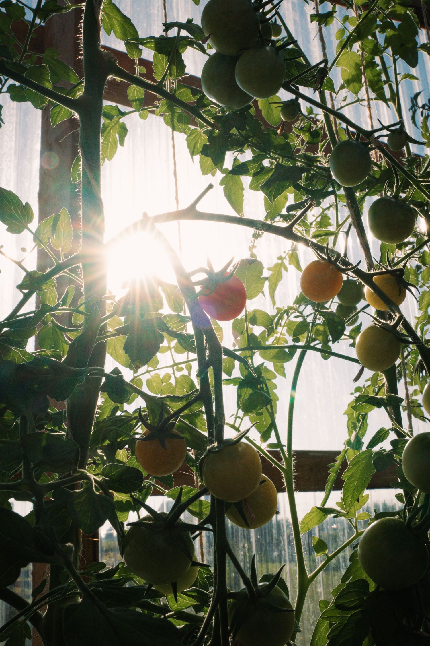 Sunlight streaming through a greenhouse window illuminating ripening tomatoes on the vine in warm golden light.