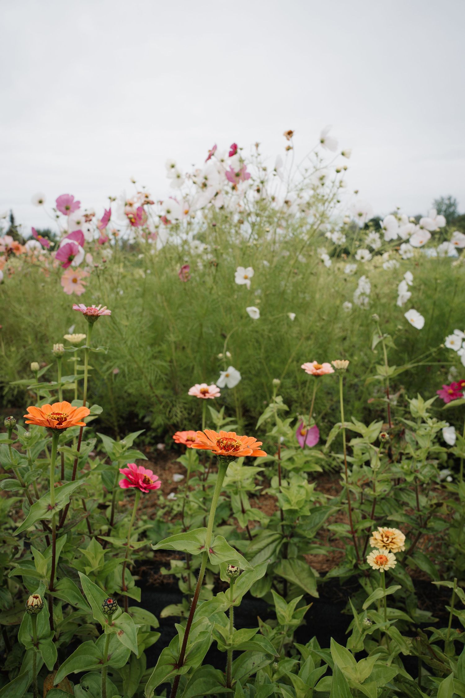 Colorful zinnia and cosmos flowers blooming in an outdoor flower farm garden.